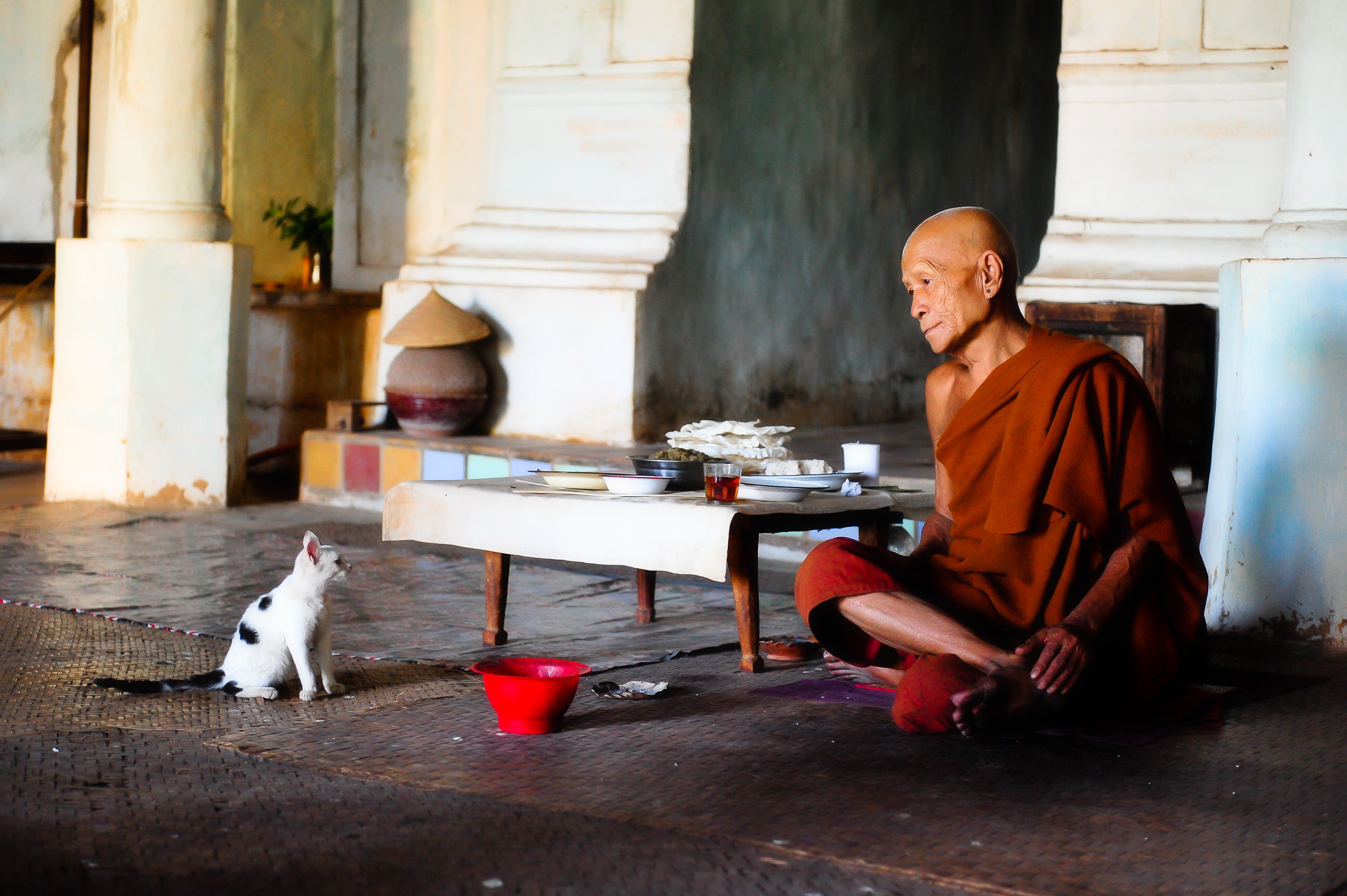 Буддийский монах с кошкой