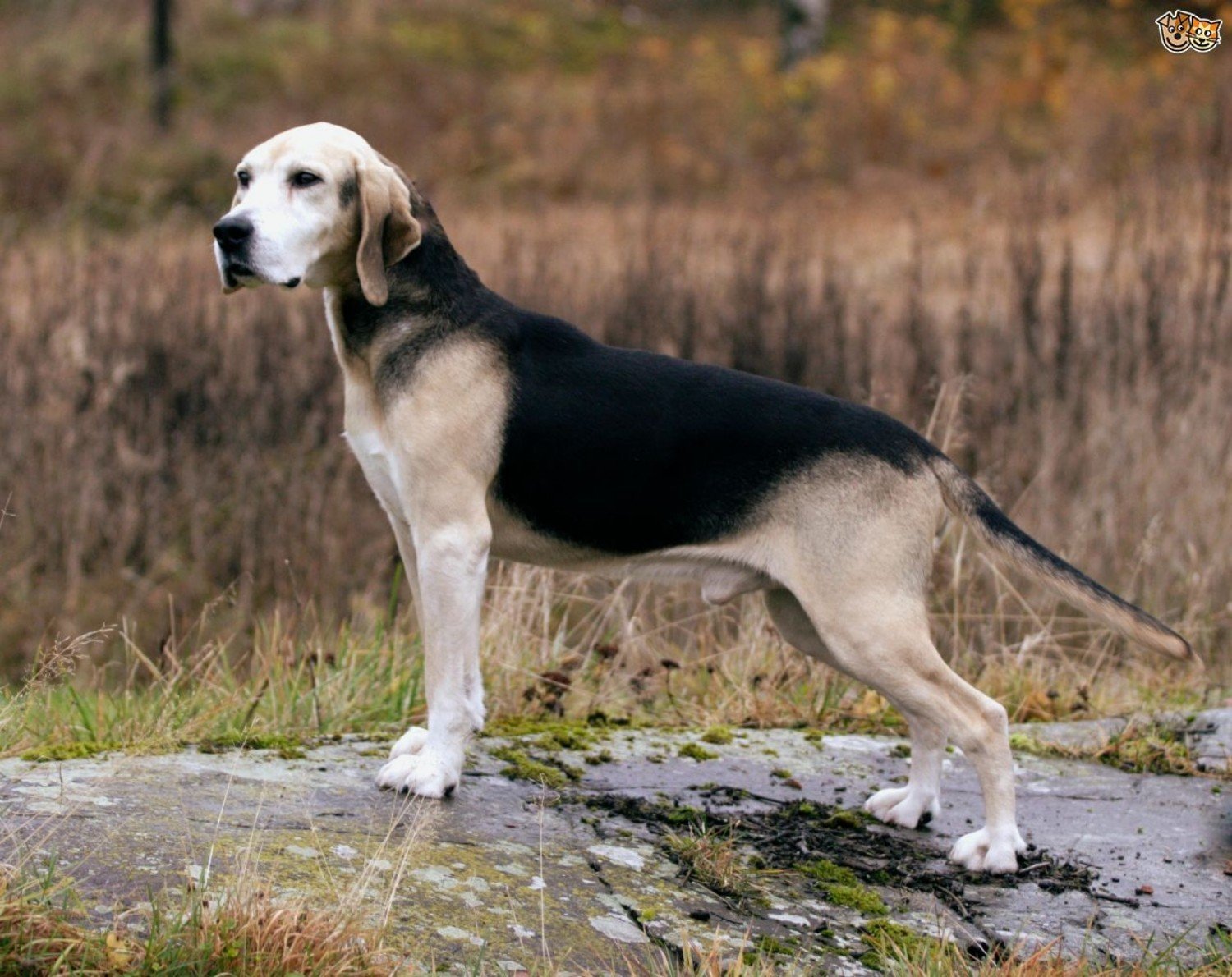 Охотничьи породы собак с фото. Гончая Дункер. Дункер (порода собак). Европейская гончая. Норвежская гончая.