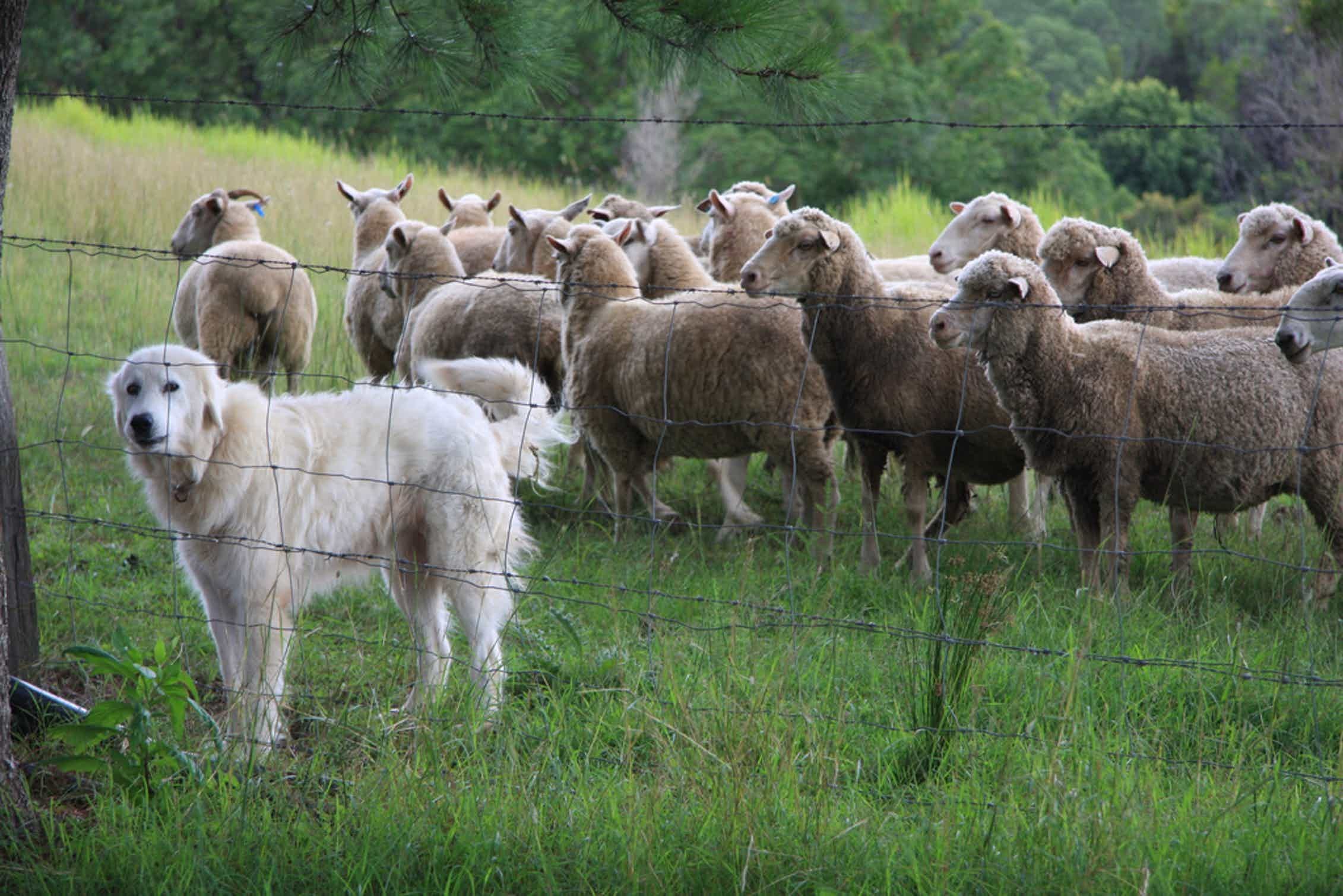 Пасу овечек. Южнорусская овчарка пасет овец. Порода собак Пастухов овец. Пастушья собака пасет овец. Кавказская овчарка пасут отары овец.