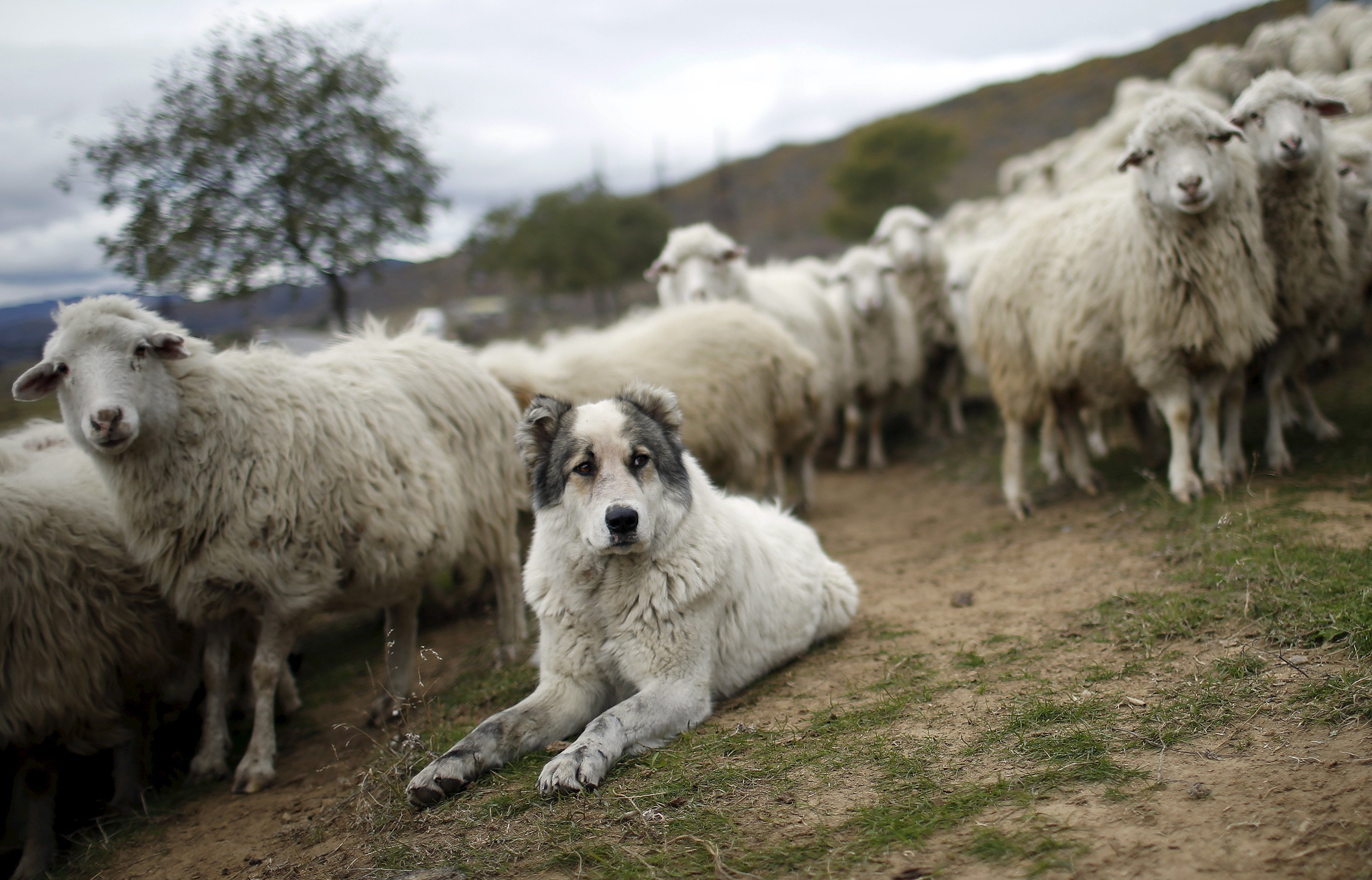 Собаки для охраны овец - 50 фото