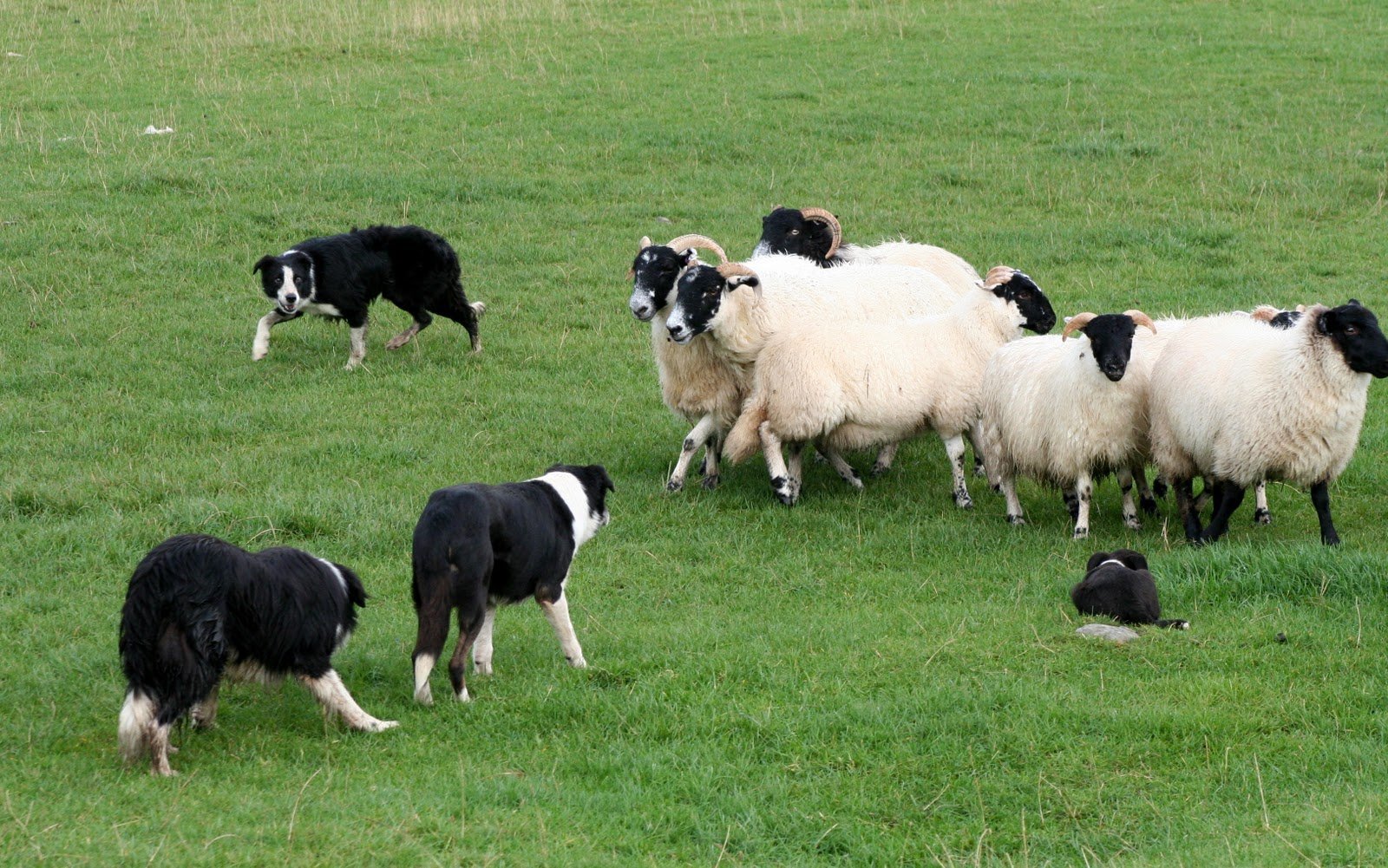 Пасу овечек. Бордер колли пастушья. Бордер колли пастьба. Бордер колли овечки. Шотландская пастушья бордер колли.