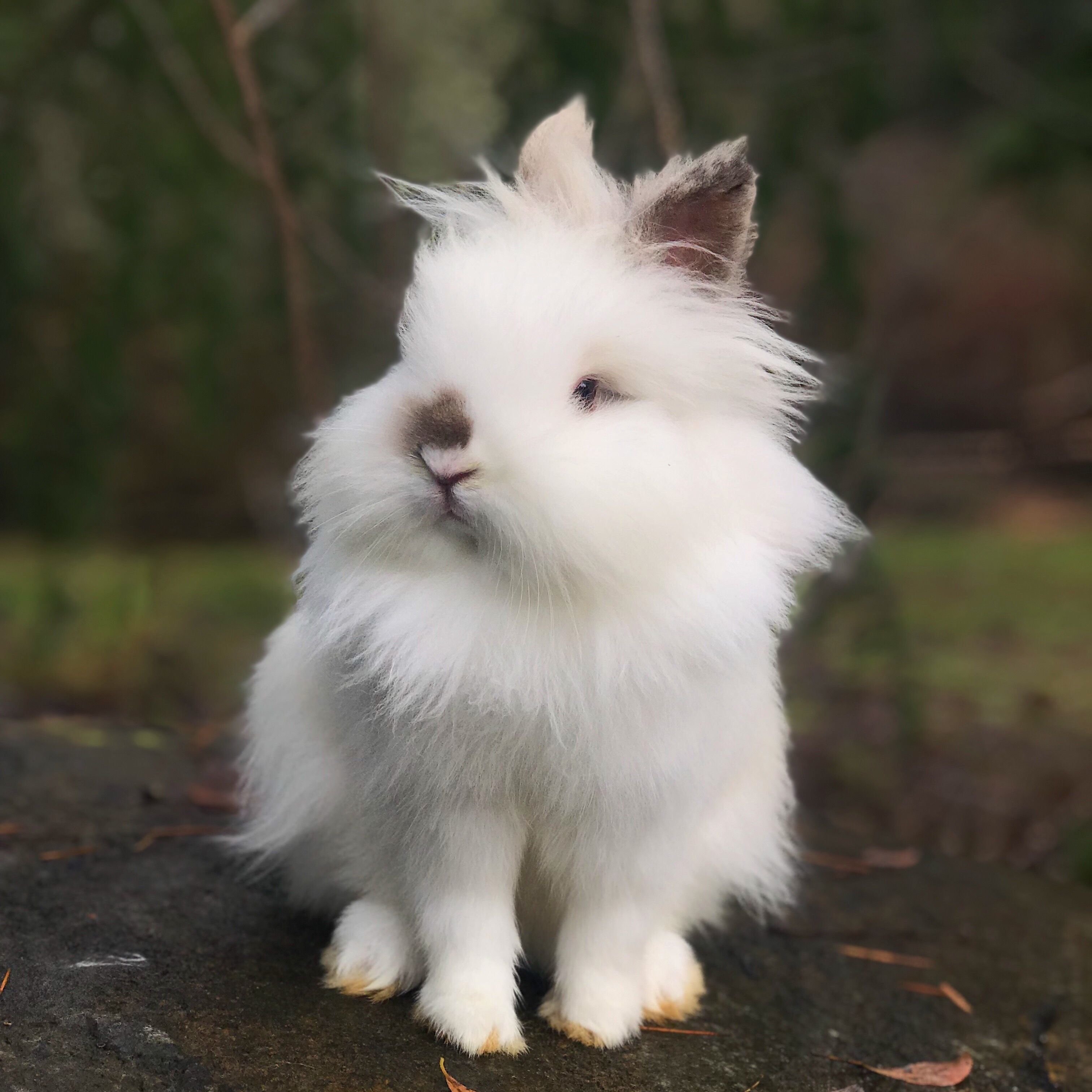 Белое пушистое животное. Ангорский львиноголовый кролик. Львиноголовый карликовый кролик. Гермелин ангорский карликовый кролик. Львиноголовый карликовый кролик белый.