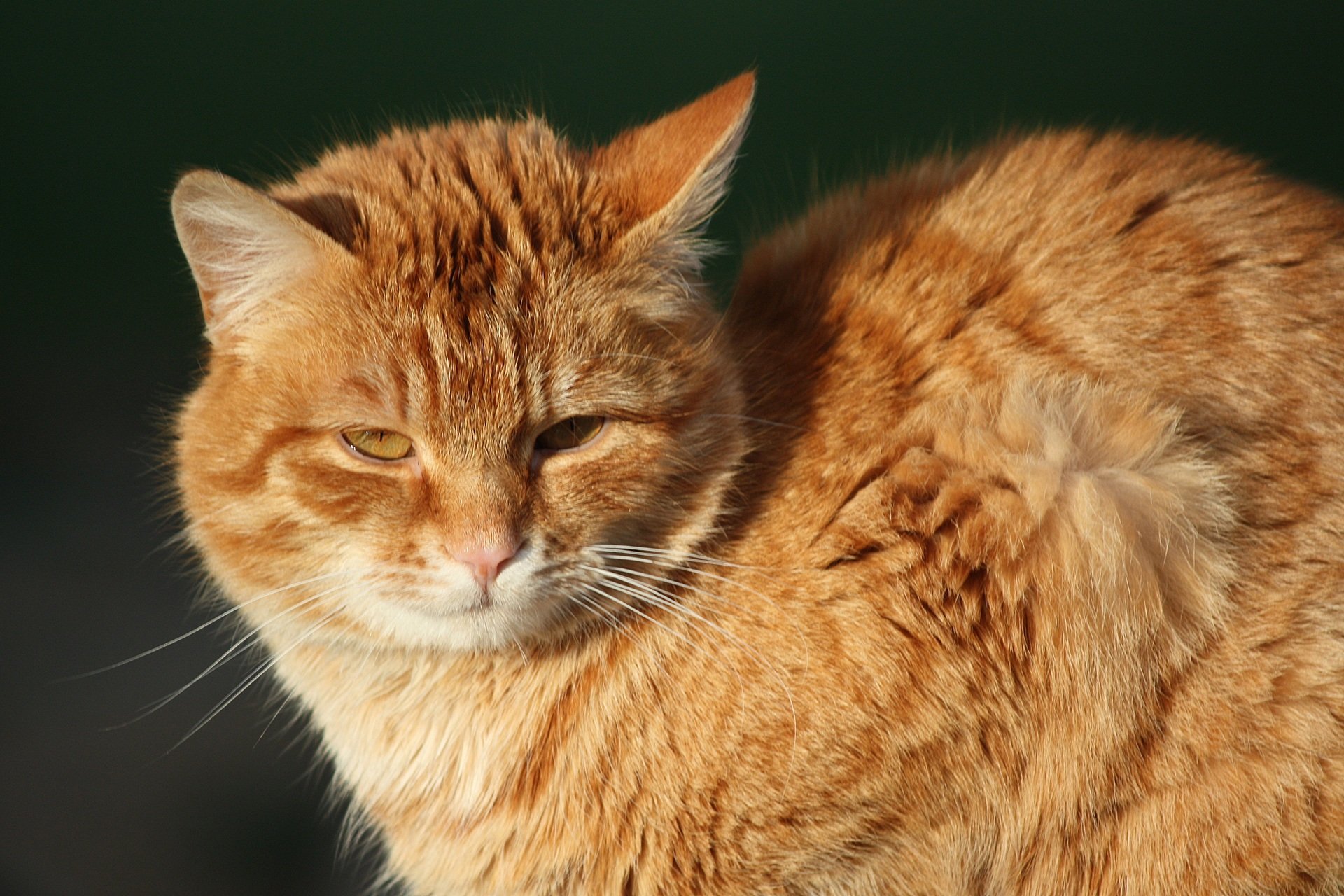 Red cat папа. Сибирская кошка рыжая короткошерстная. Европейский короткошерстный кот рыжий. Пиксибоб рыжий. Азиатская табби кошка рыжая.
