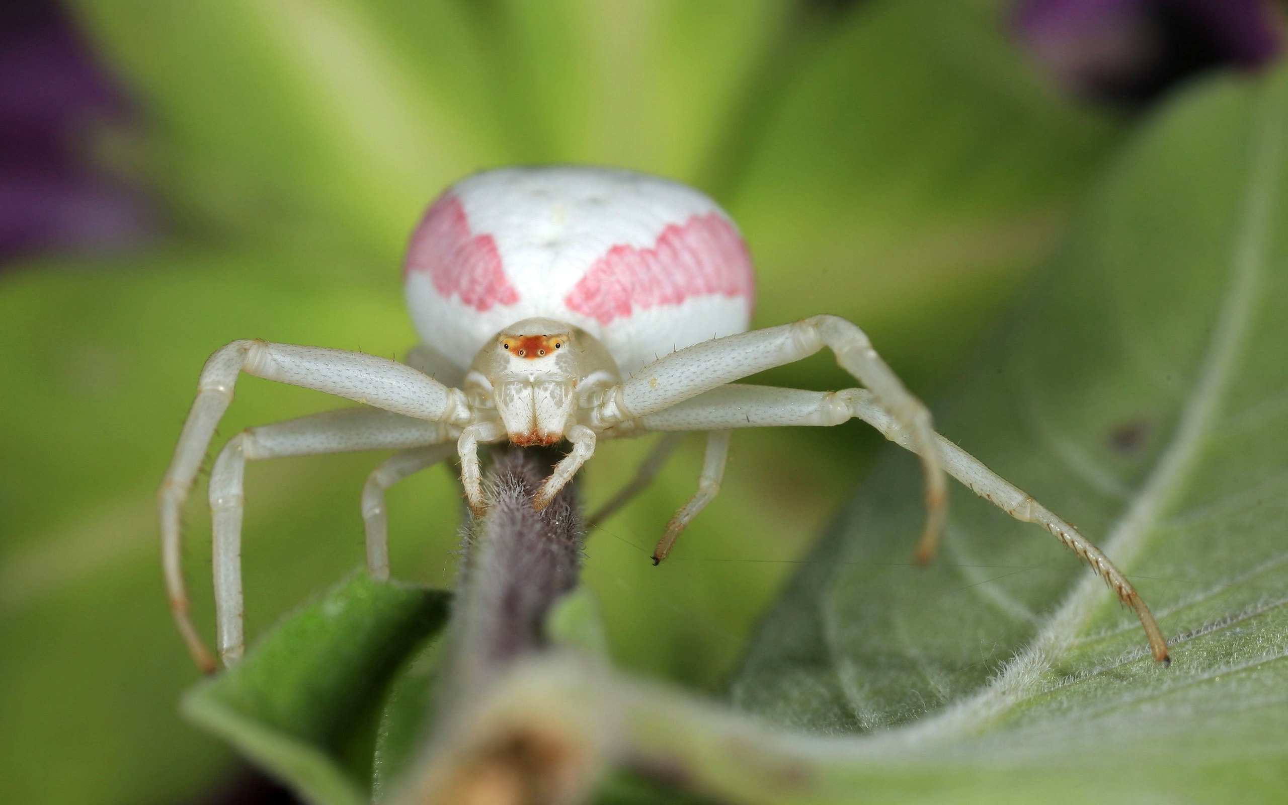 Белый паук каракурт фото