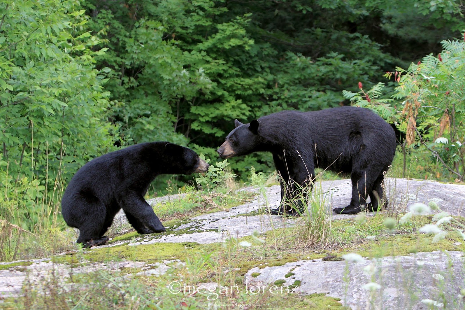 Черный медведь и человек