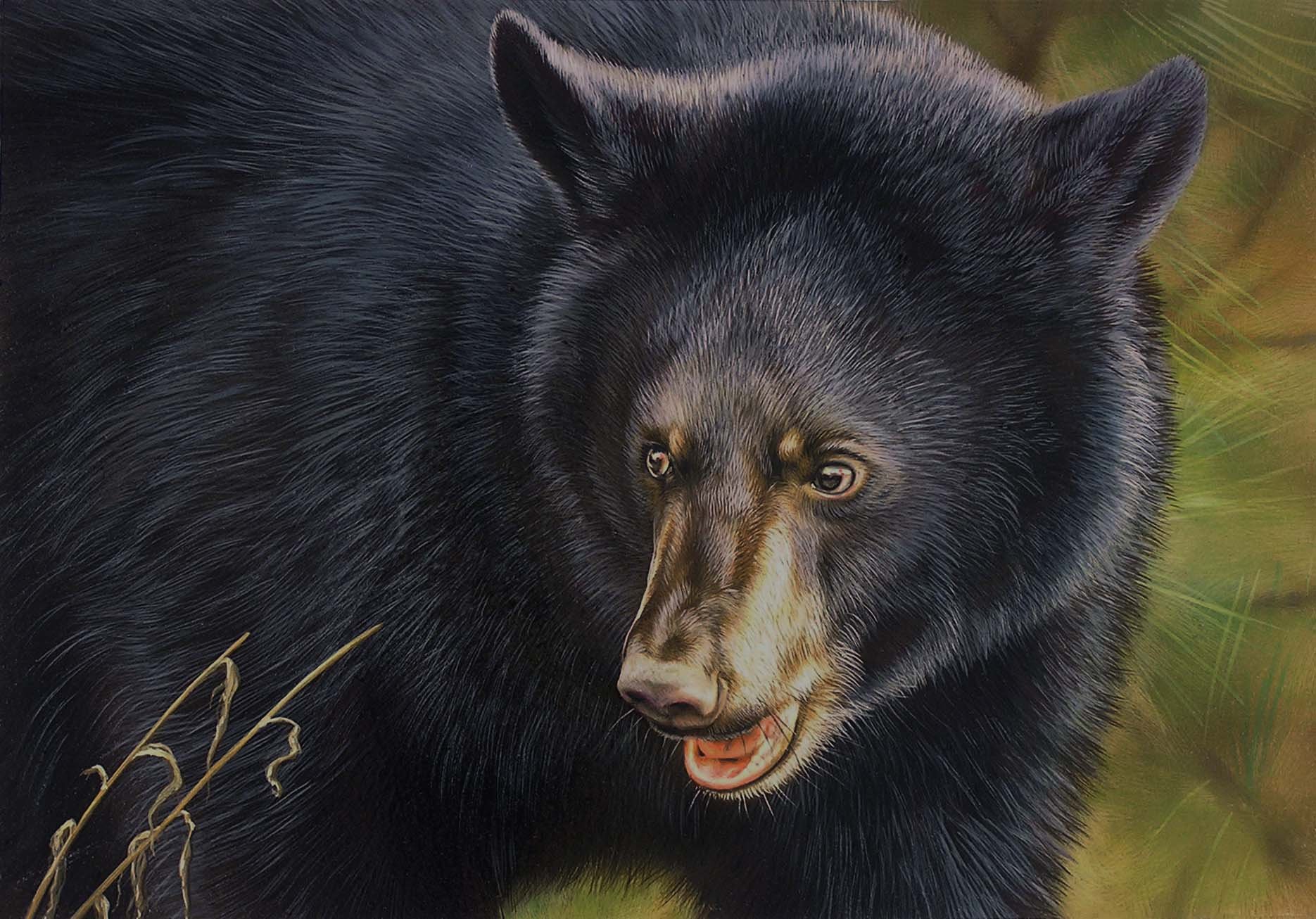 Черный Медвежонок