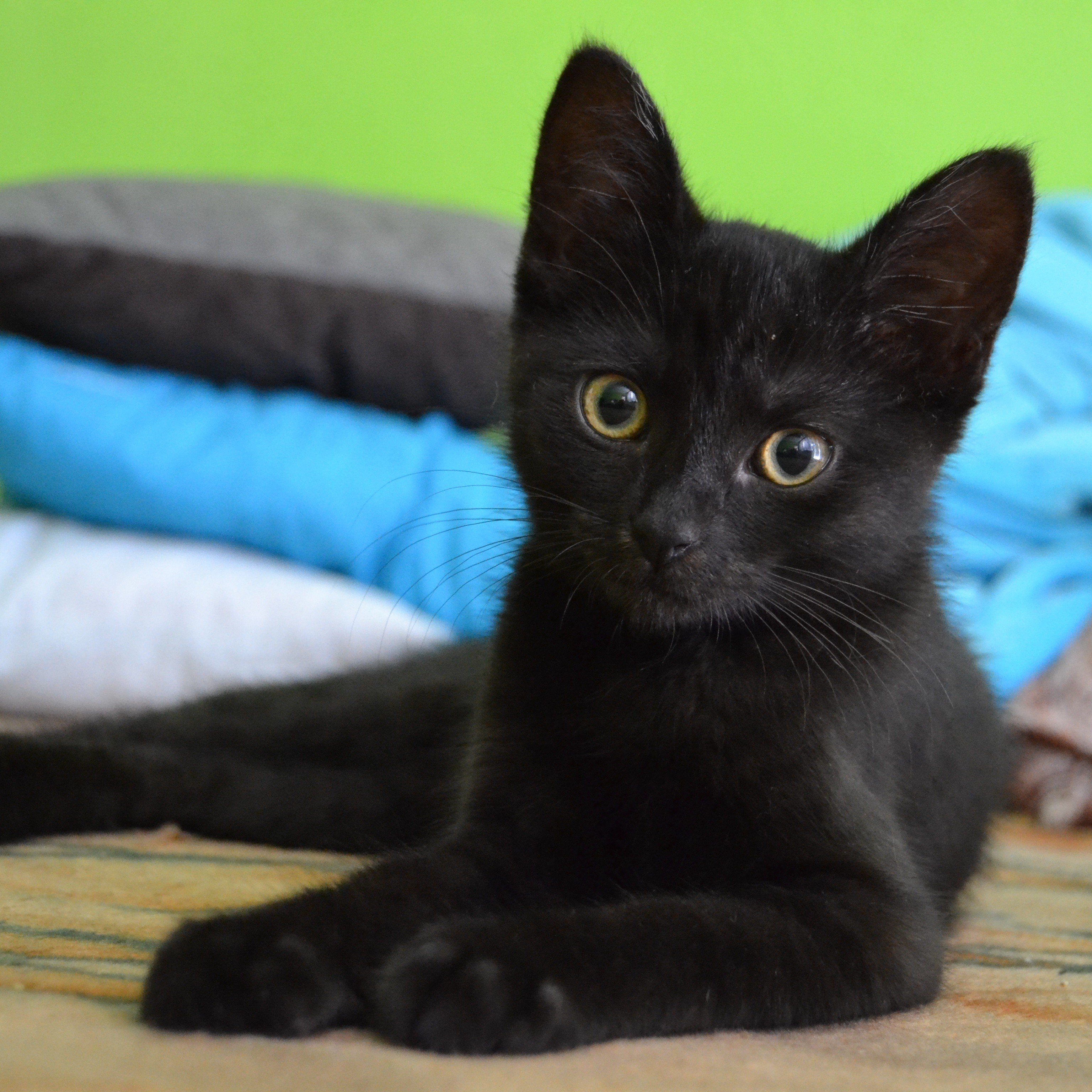 Метис кот черный