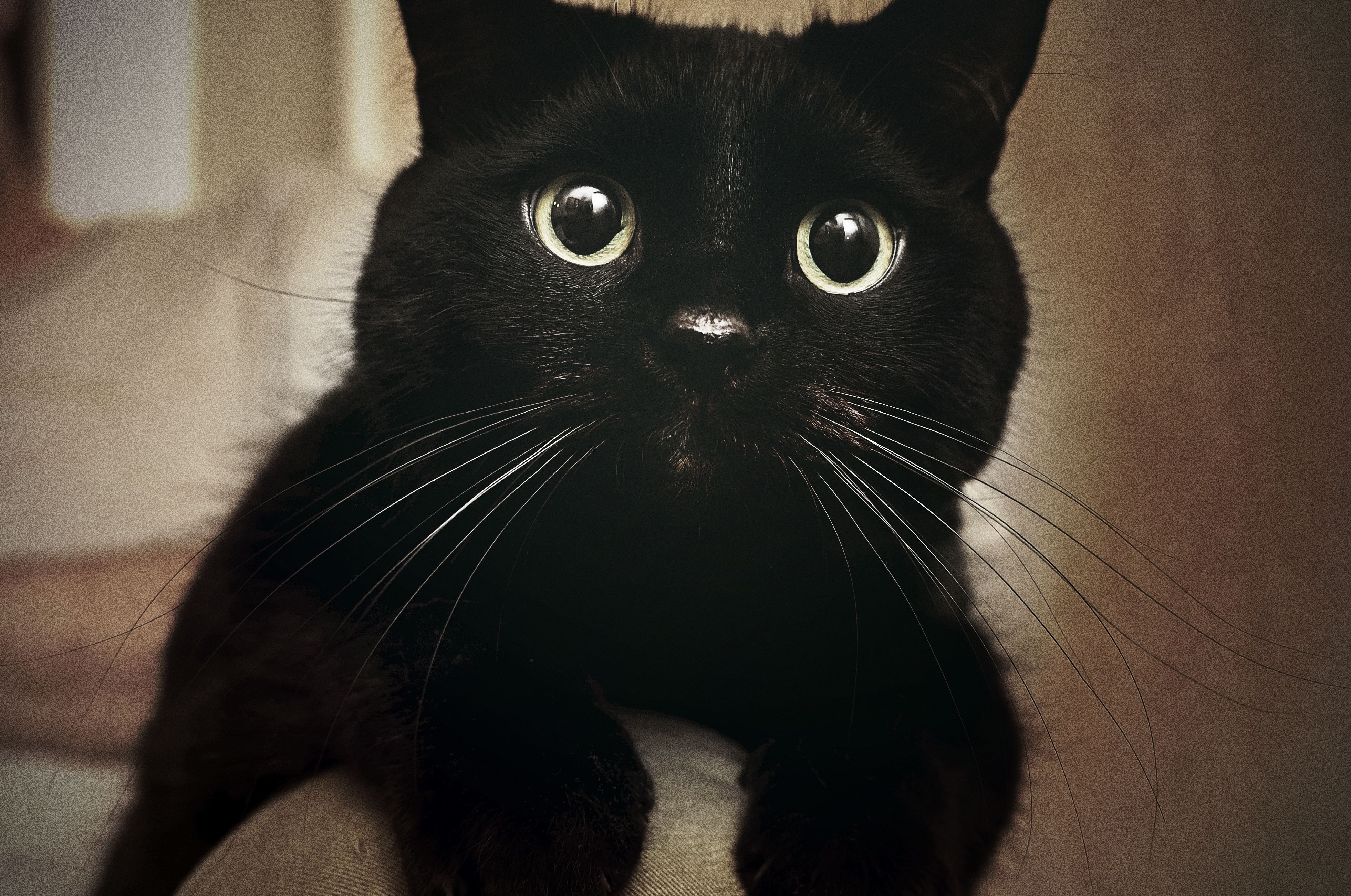 Белый галстук у черного кота 7 букв. Чёрный кот. Черные коты. Кошка с большими зрачками. Чёрный кот с большими глазами.