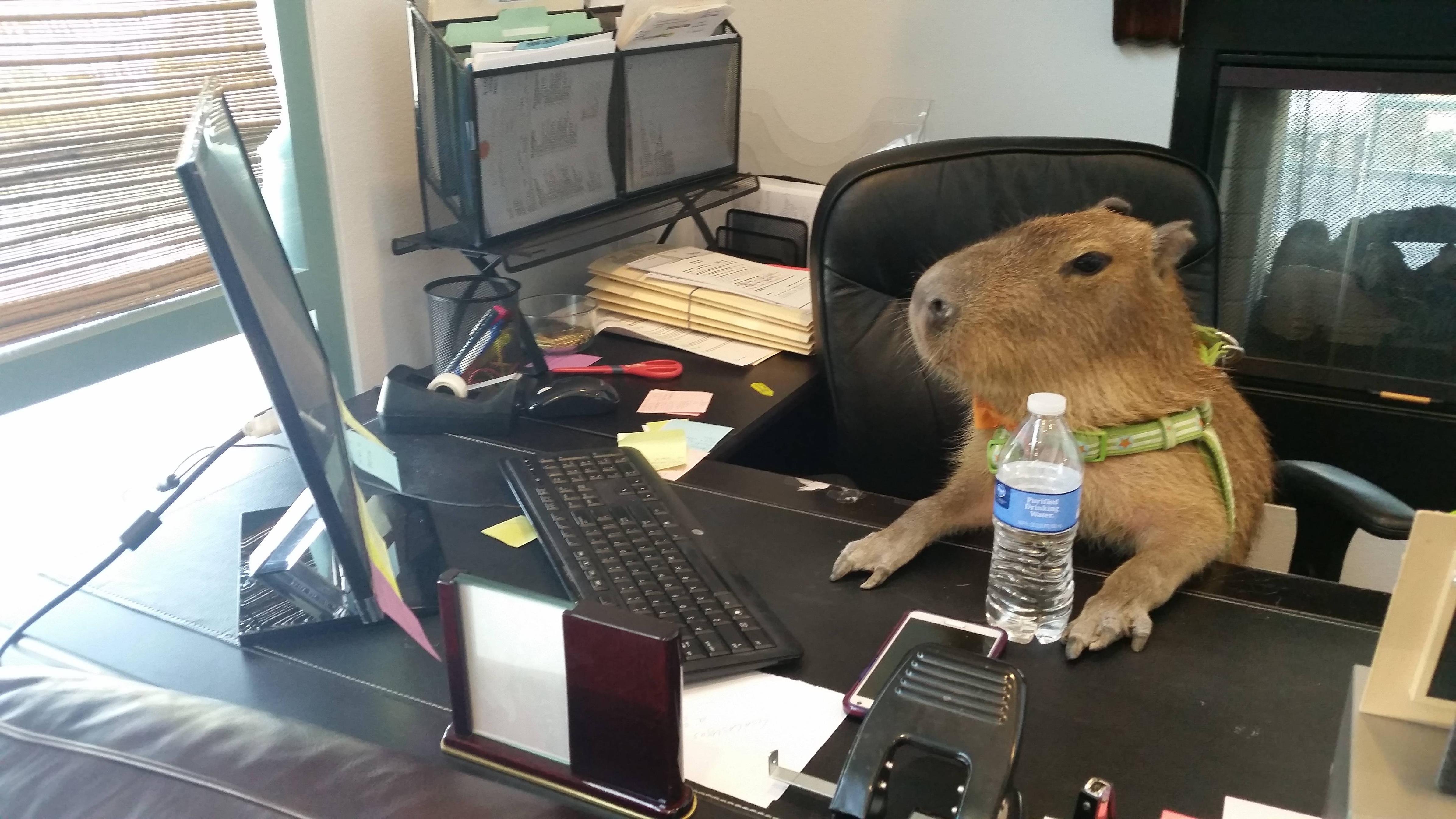 Office krolik. Капибара. Животные в офисе. Зверьки в офис. Звери на работе.