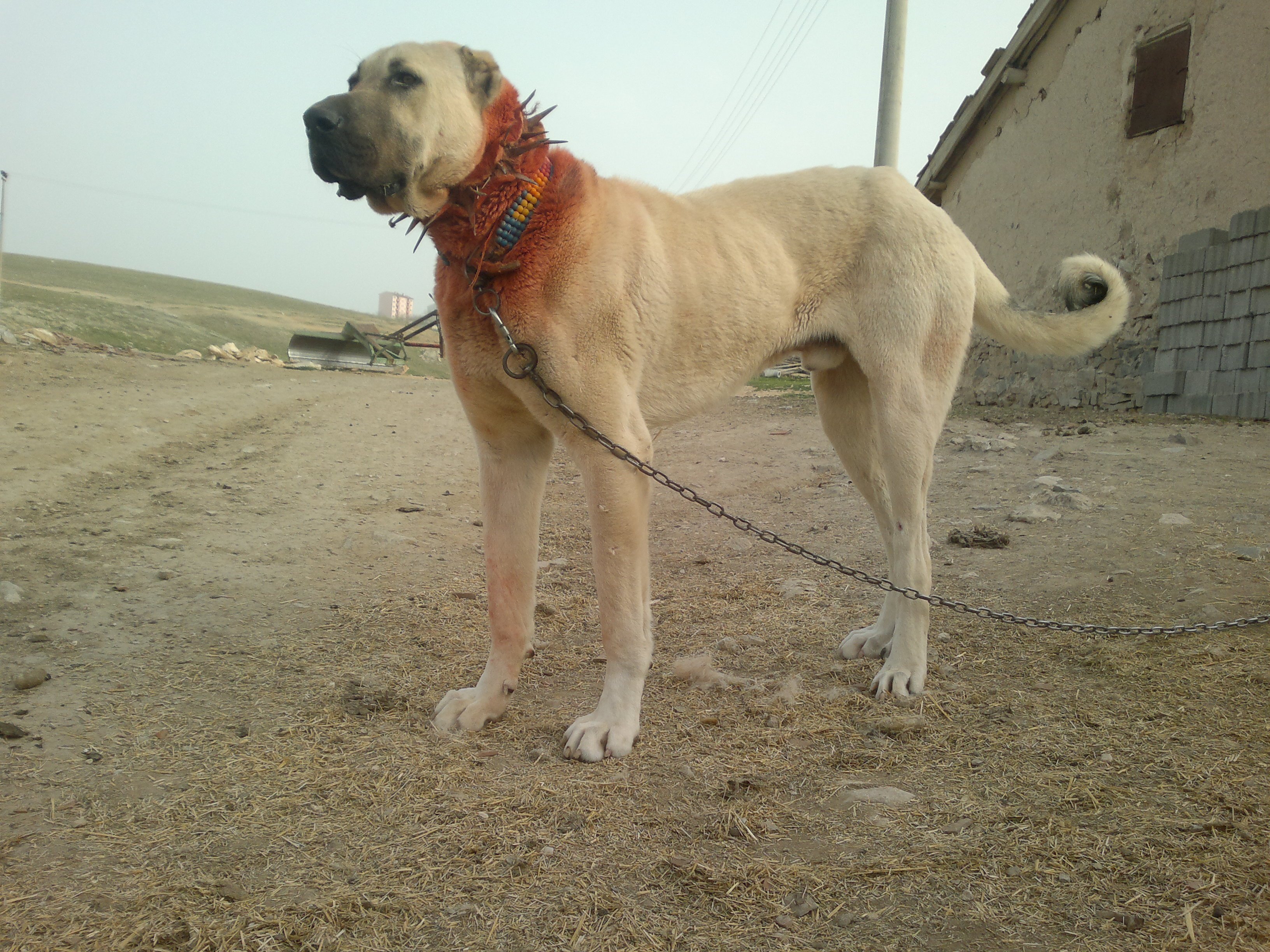 турецкая собака фото