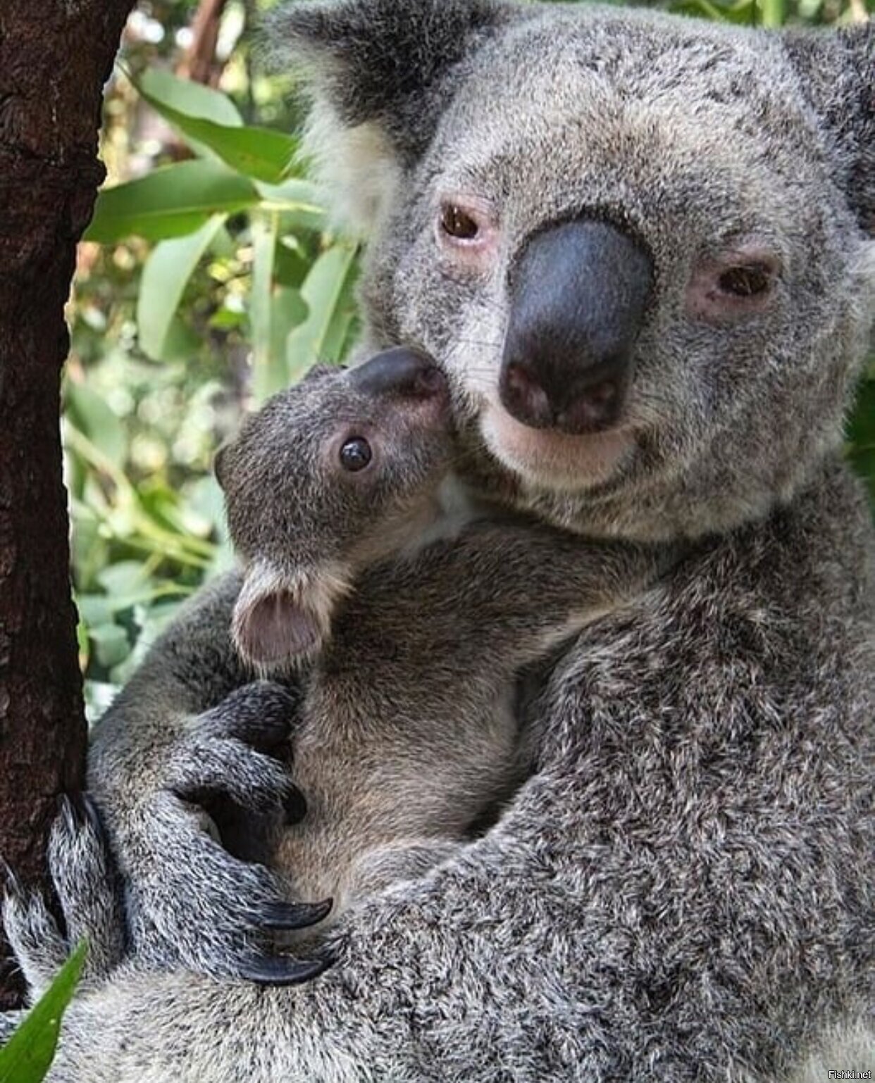 Коала мама. Коала сумчатое. Коала сумчатое животное с детенышем. Коала с детенышем. Кенгуру и коала.
