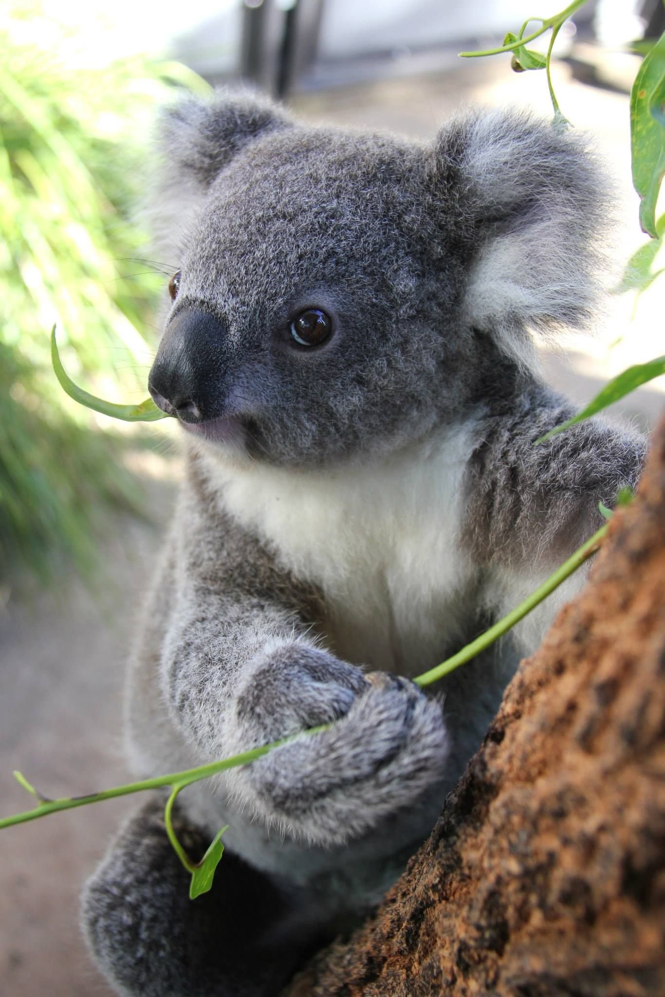 Милая коала. Карликовая коала. Мишка коала. Самка коалы. Зверобой коала.