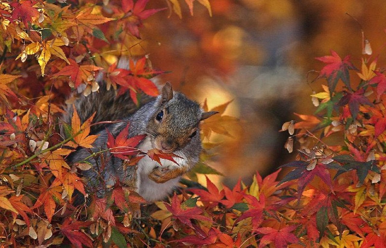 Осенний зверь. Осенние животные. Животные осенью. Животные осенью фото. Осень белка.
