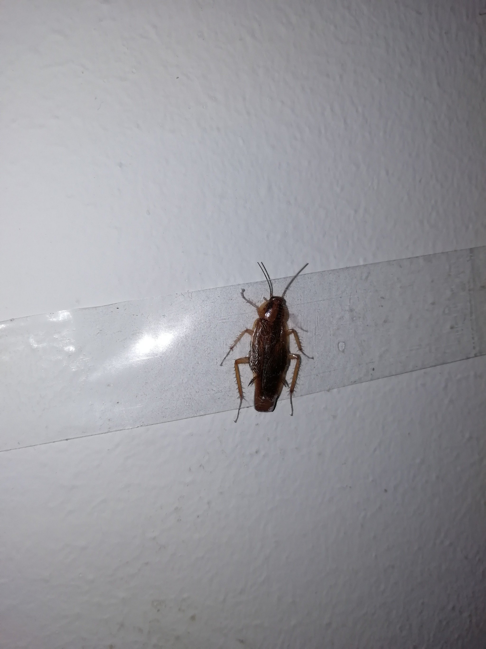 Красный таракан в квартире фото