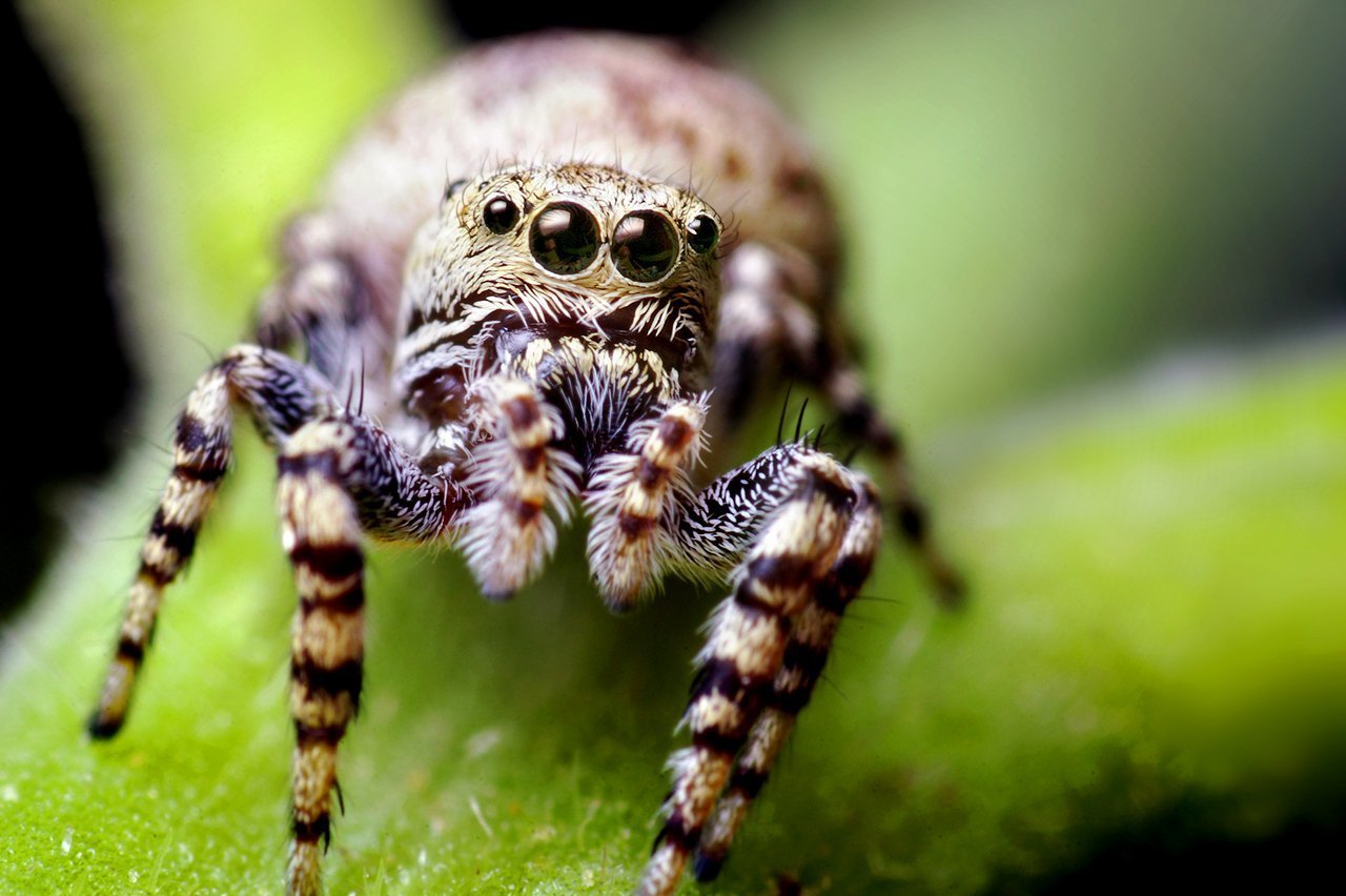 Паук фулл. Гималайский паук-скакун. Глаза паука скакуна. Милые пауки. Красивые пауки.