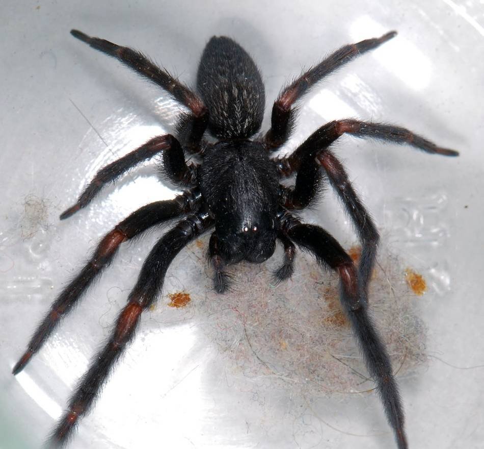 фотографии черного паука
