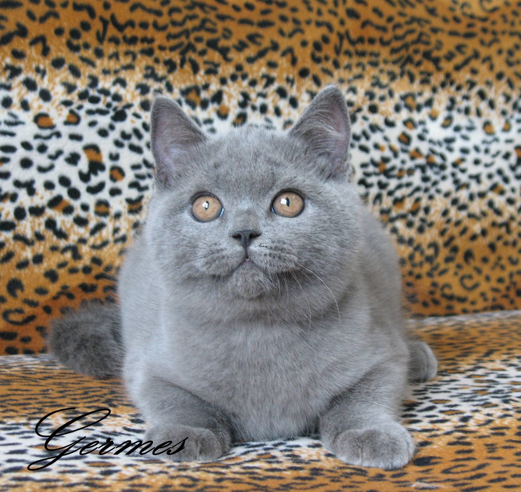 Кличка британца. Британский короткошерстный кот серый. Британская кошка короткошерстная серая. Порода кошки Британская голубая. Голубой британец кот.
