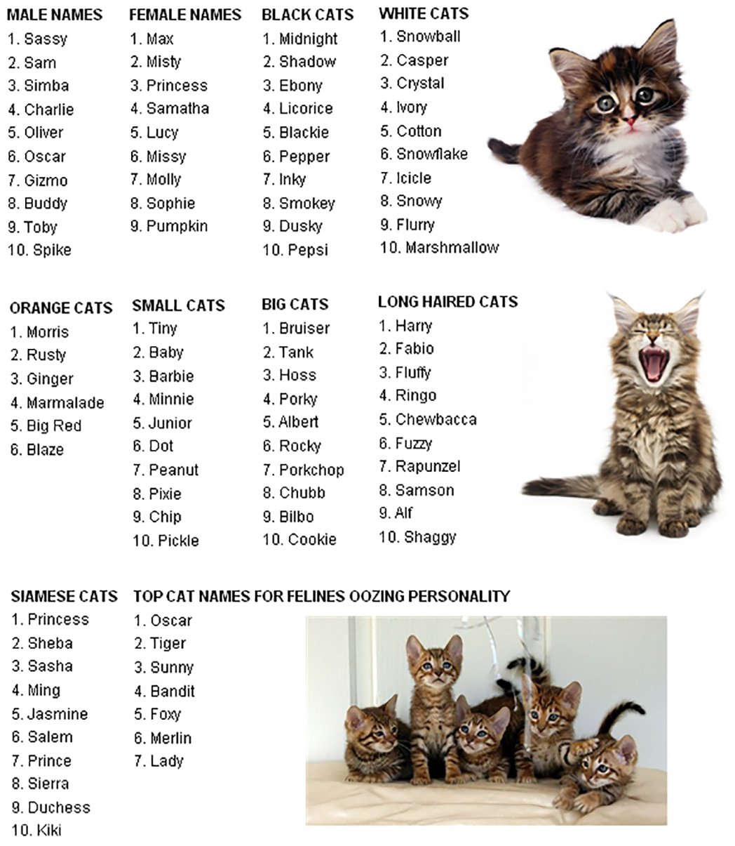 Имена для кошки мейн. Список имен для котенка. Имена для котят мальчиков русские. Имена для котов мальчиков редкие. Имена для котят мальчиков редкие.