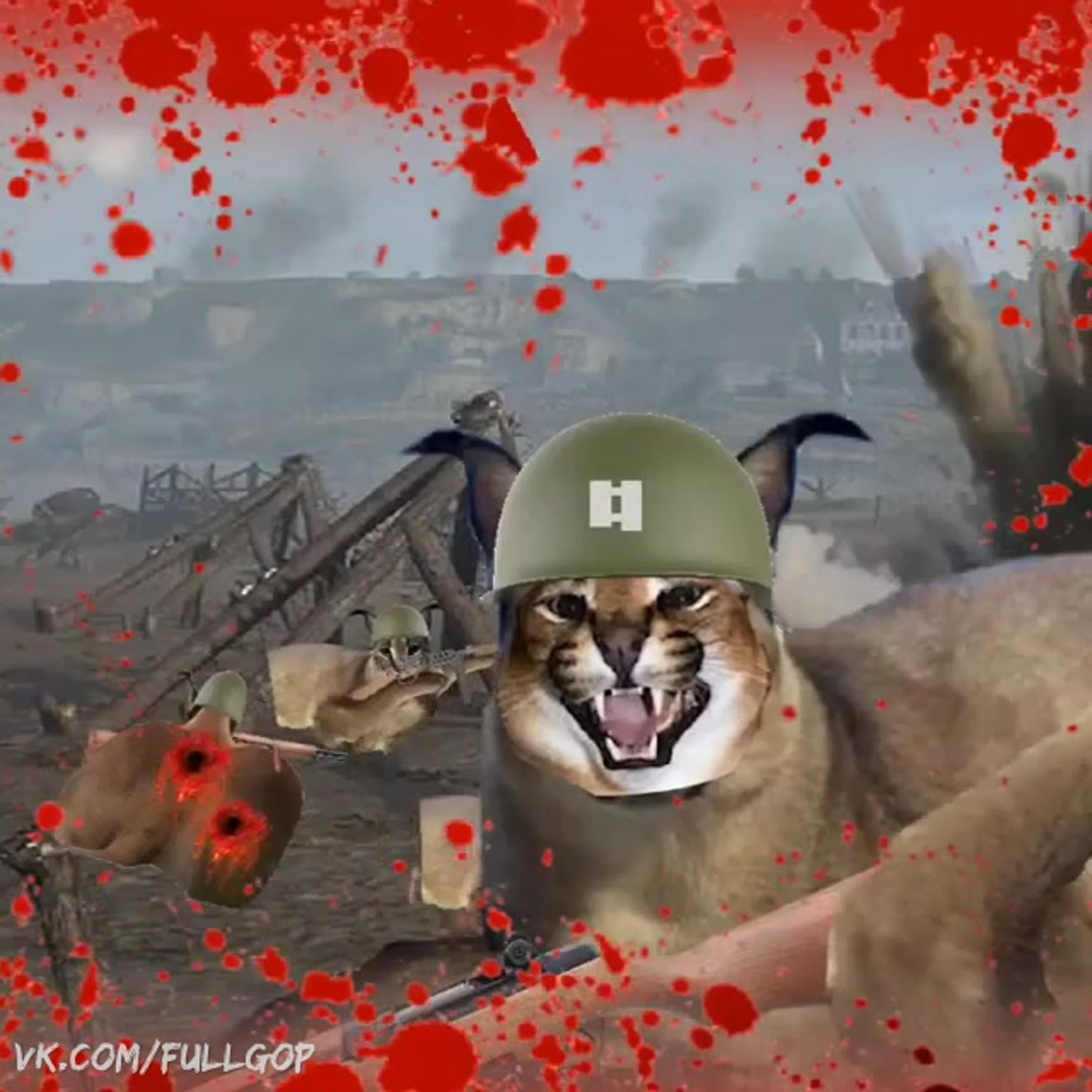 Кот шлёпа на войне