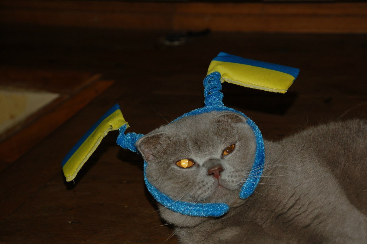 Кот украинец. Шлёпа кот. Кот с украинским флагом. Шлёпа украинский кот. Шлёпа русский кот.