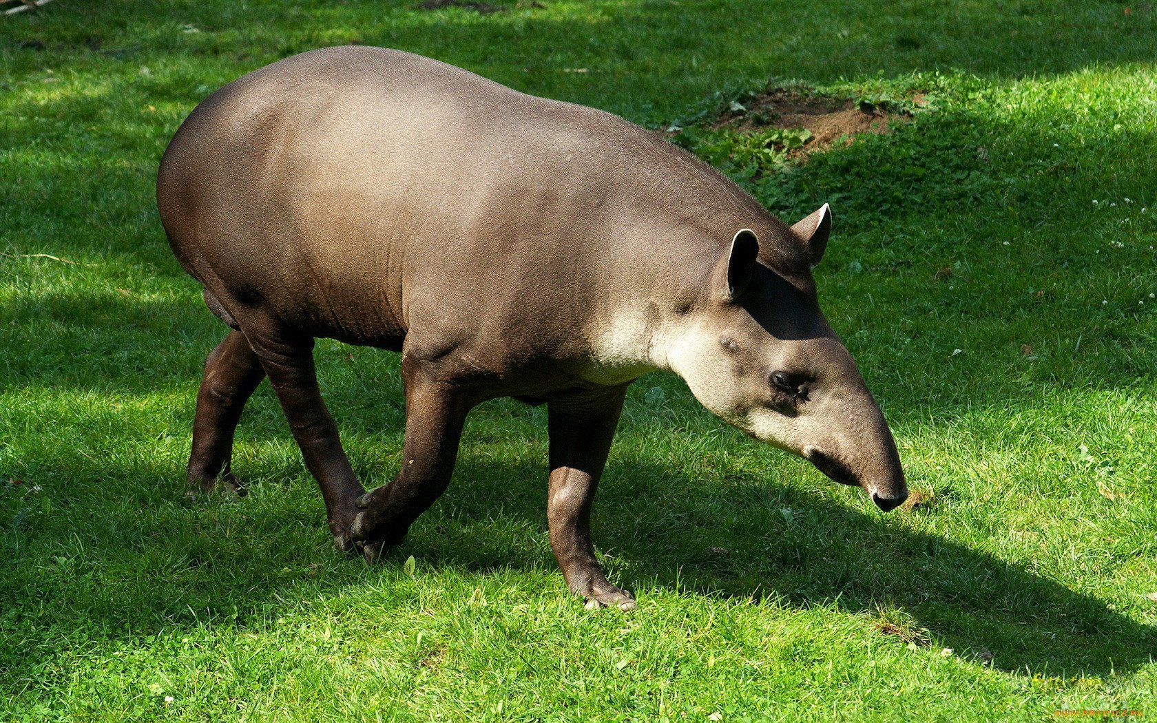 Зверь с длинной мордой. Горный тапир. Тапир в Южной Америке. Тапир и муравьед. Тапир натус.