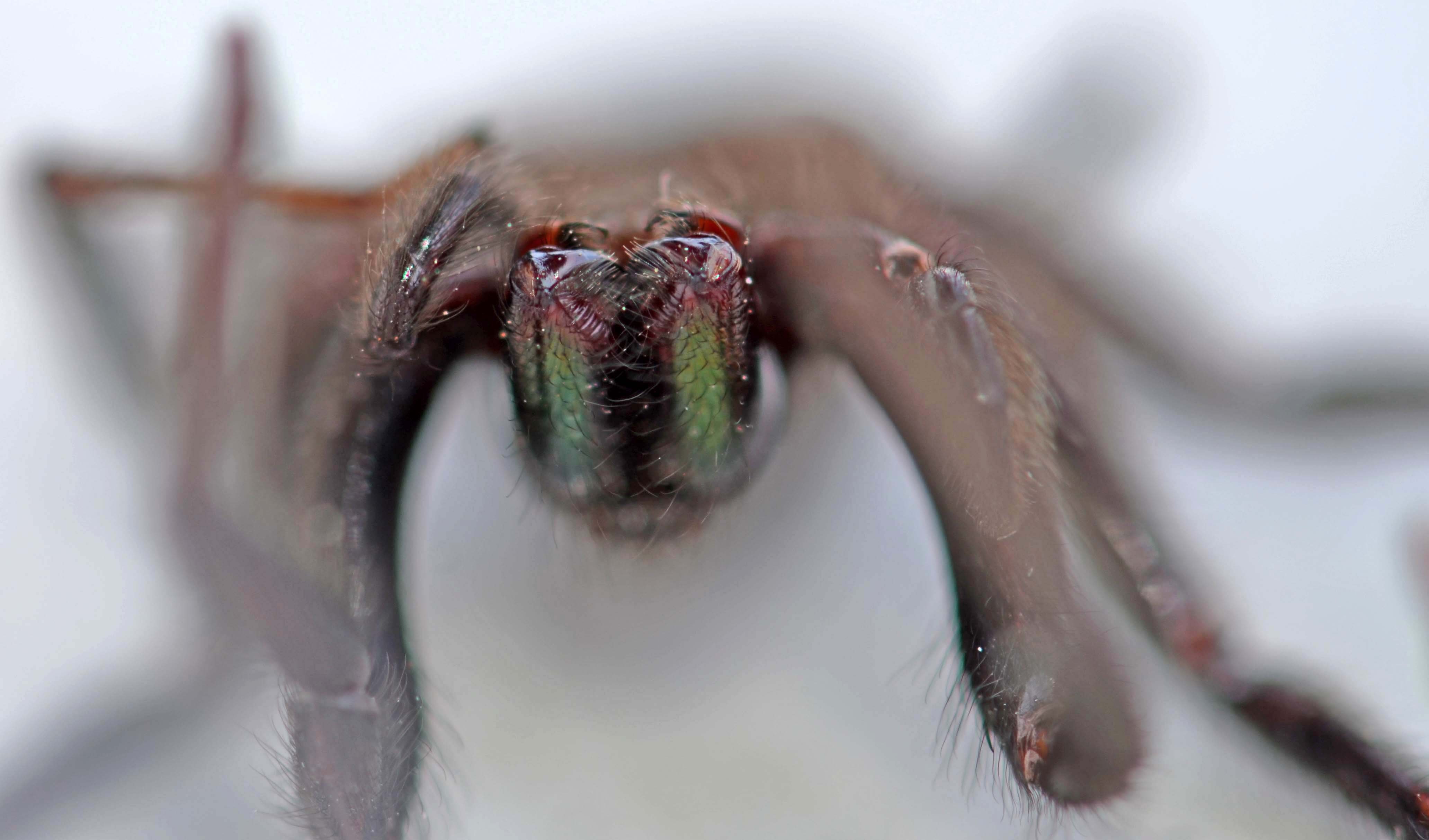 У пауков прикрепленный образ жизни. Segestria Florentina паук. Хелицеры паука мандибулы. Погребной паук сегестрия.