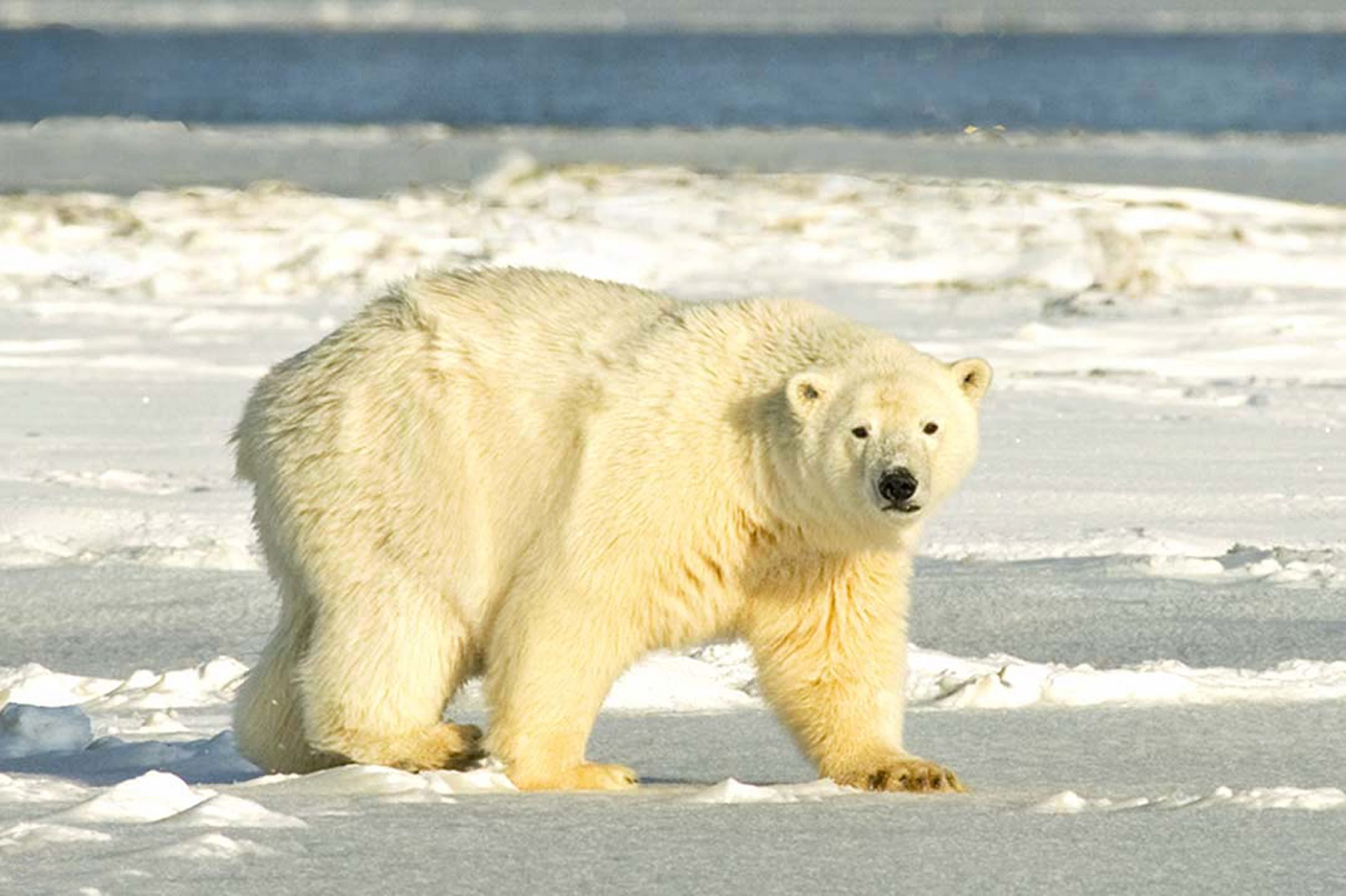 Америка белые медведи. Полярный медведь сбоку. Белые медведи на Аляске. Белый медведь с боку. Белый медведь в полный рост.