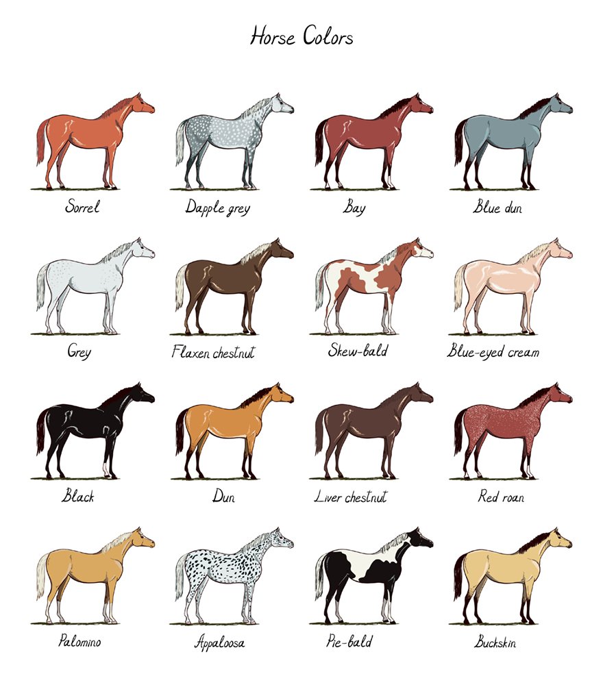 Масти лошадей с фотографиями и названиями на русском языке с хорошей прорисовкой
