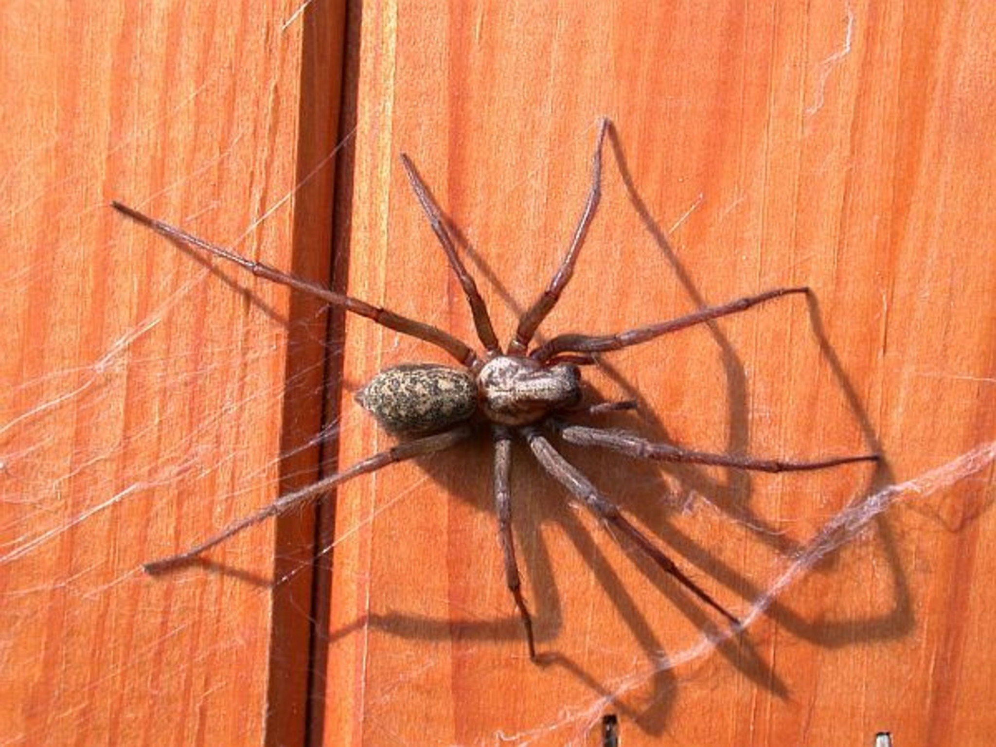 Ядовитые домашние пауки