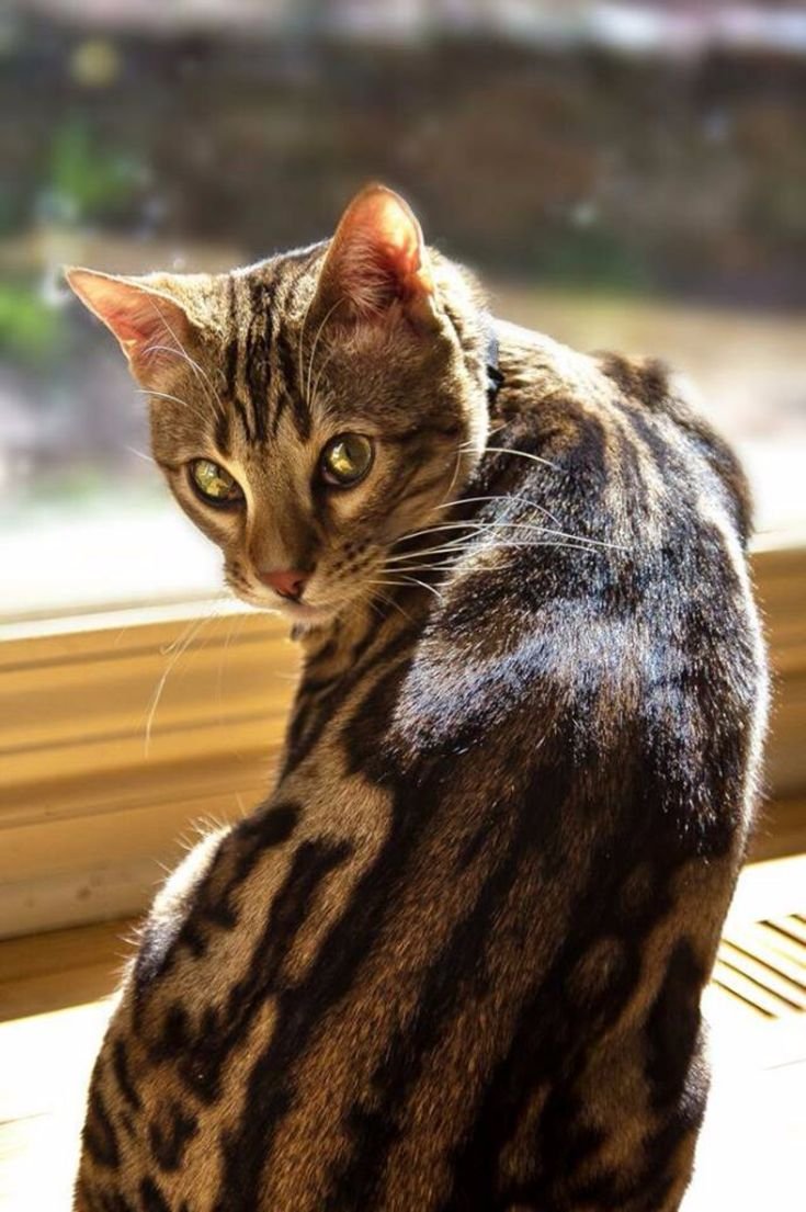 Кошка в полоску порода. Табби макрель полосатый. Европейская короткошерстная табби. Европейская короткошерстная кошка табби. Бенгальская кошка табби полосатый.