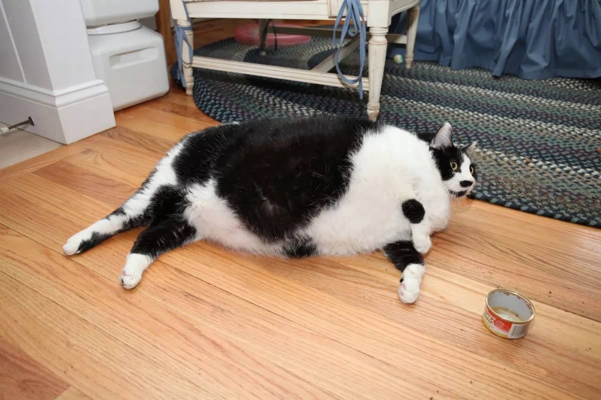 Толстого кота в мире. Толстый кот. Самый толстый кот в мире. Самый жирный кот. Самы йтольстый кот.