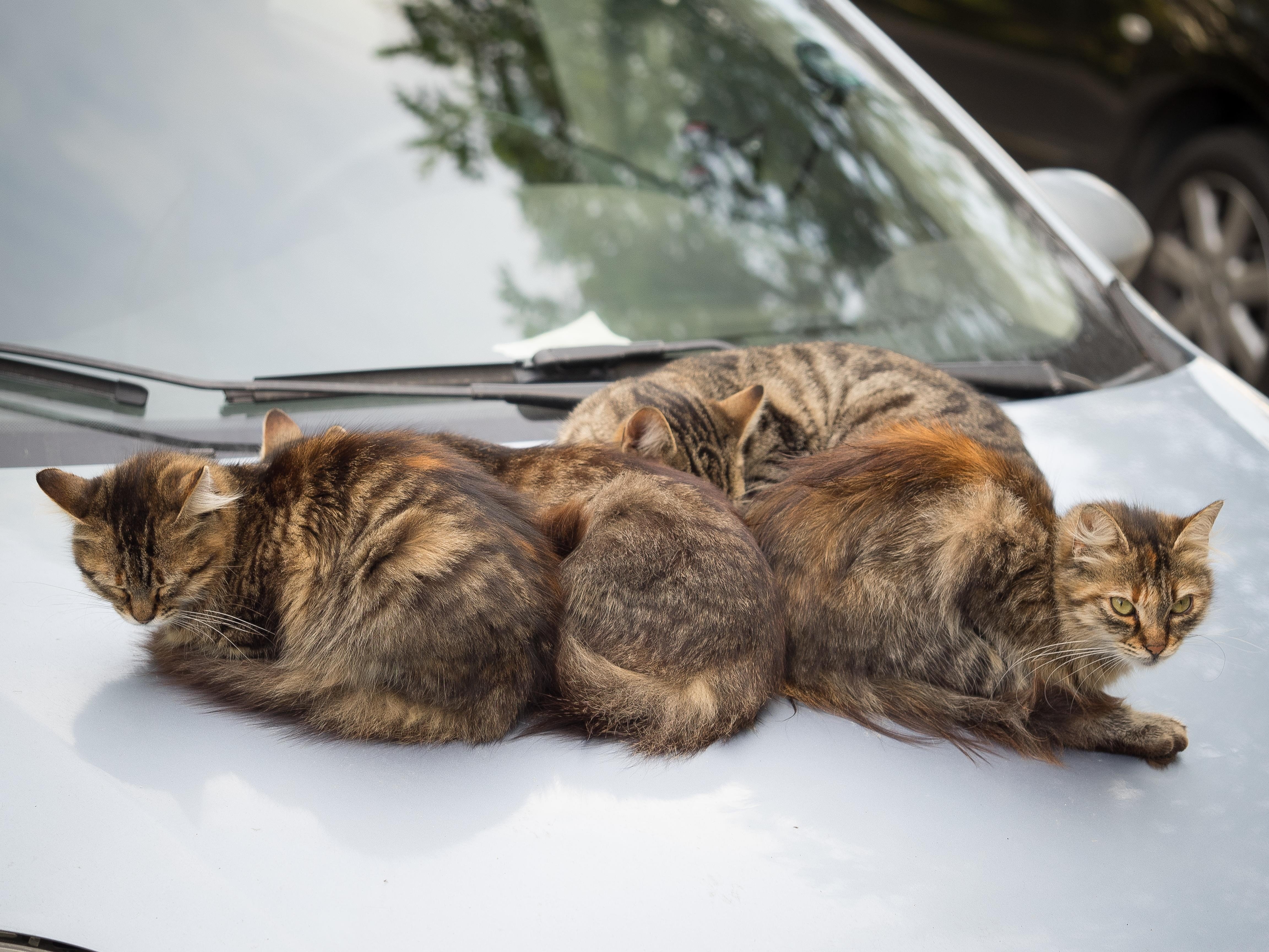 Кошка на капоте. Котик в машине. Котик на капоте. Кот на капоте машины. Коты спят на машине.