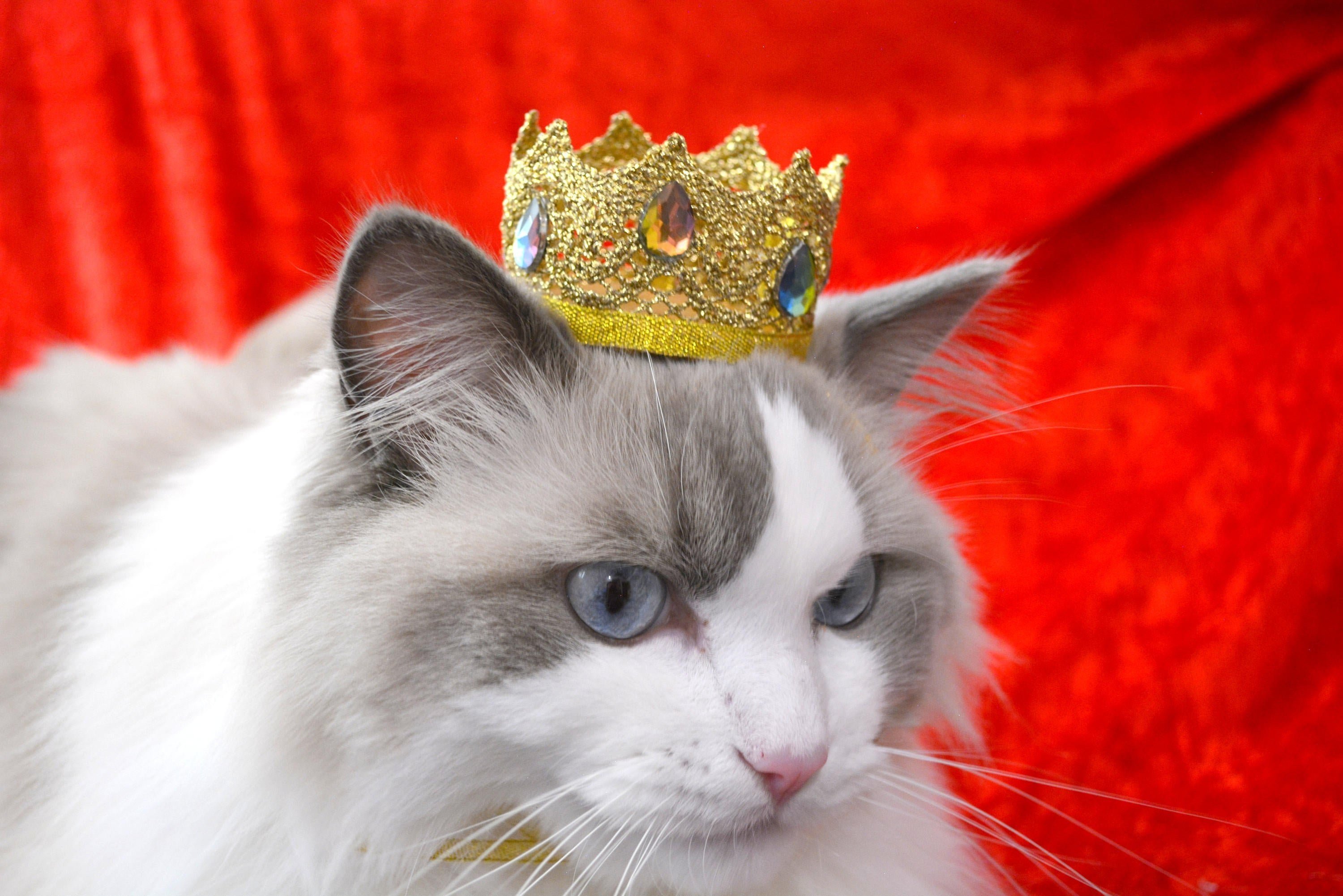 Кот в короне