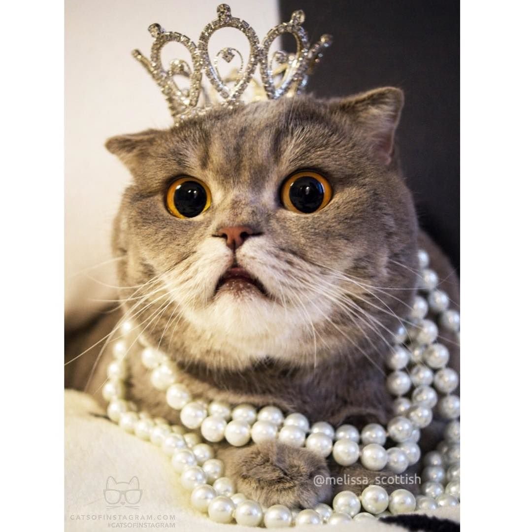 фото королевской кошки