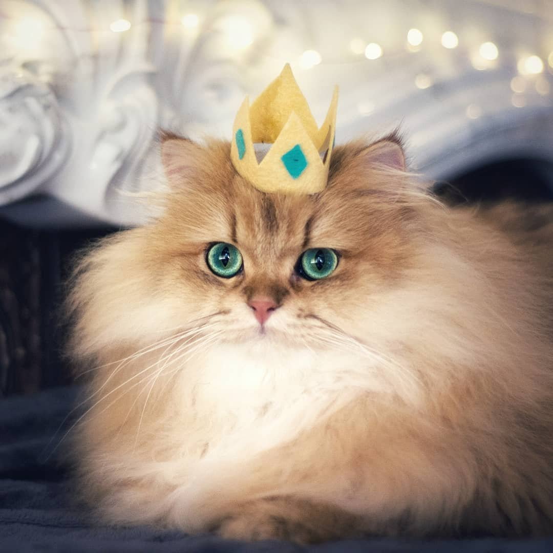 Кошка с короной на голове