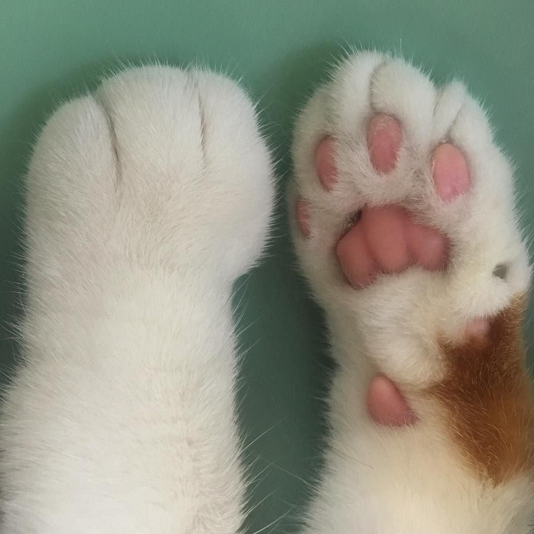 Подушечки на лапках у кошек