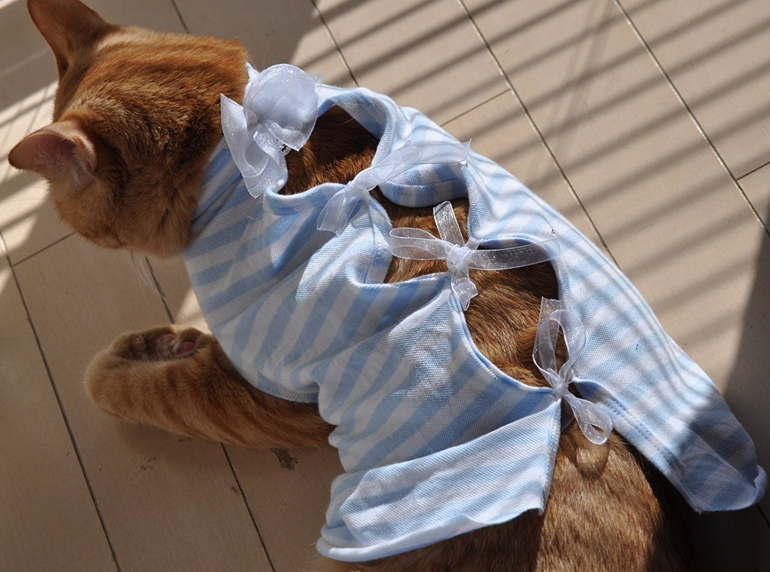 Попона (бандаж) для кошки после операции: как сшить самостоятельно и правильно завязать