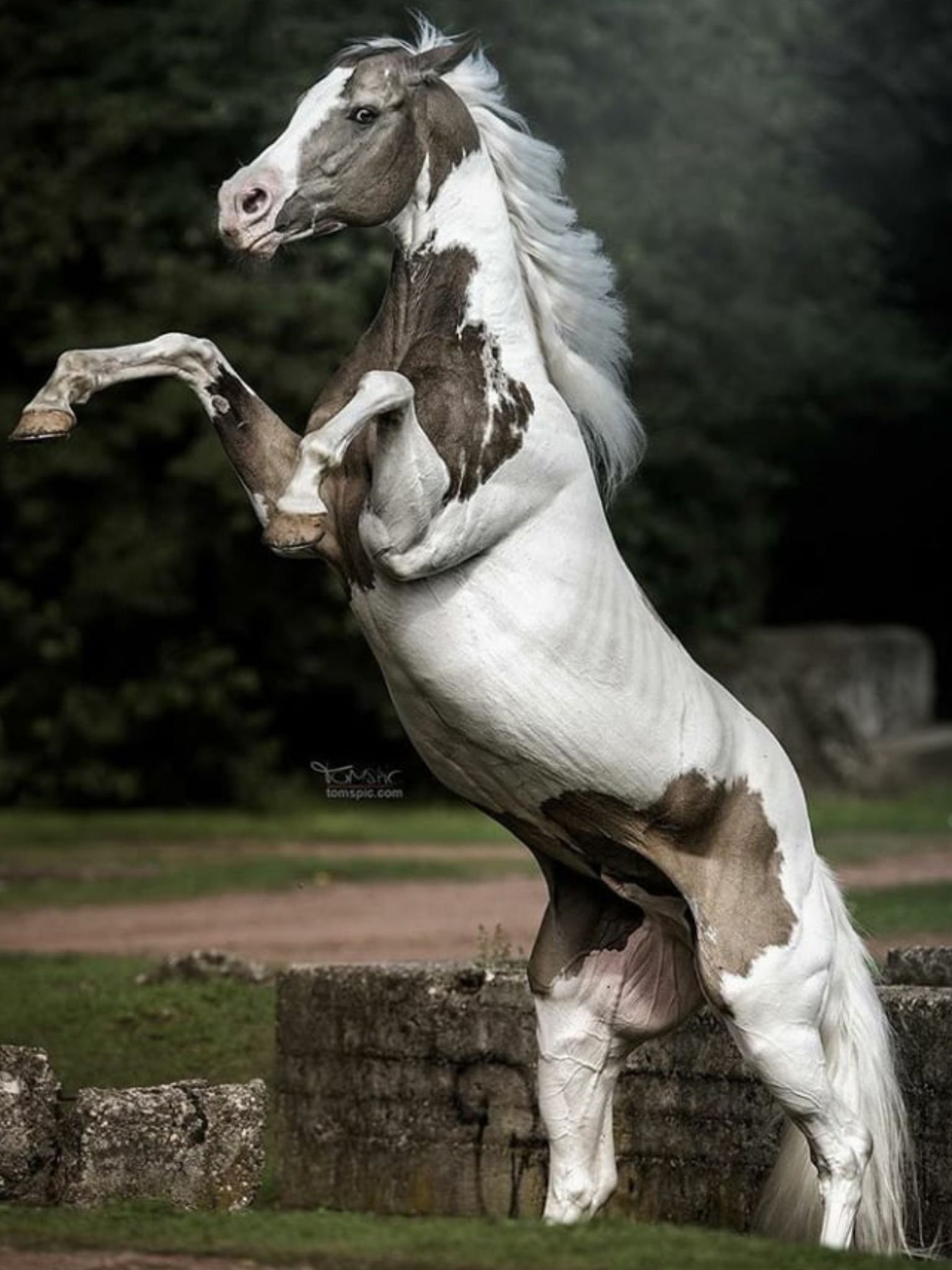 Необычные лошади. Лошадь породы Пинто. Американский Пейнтхорс Шайр. Американский Пейнтхорс лошадь.