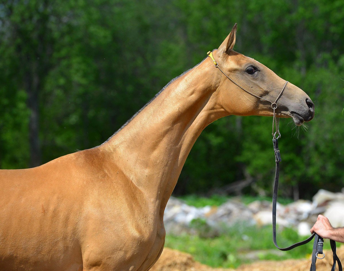 Ахалтекинская лошадь Буланая морда