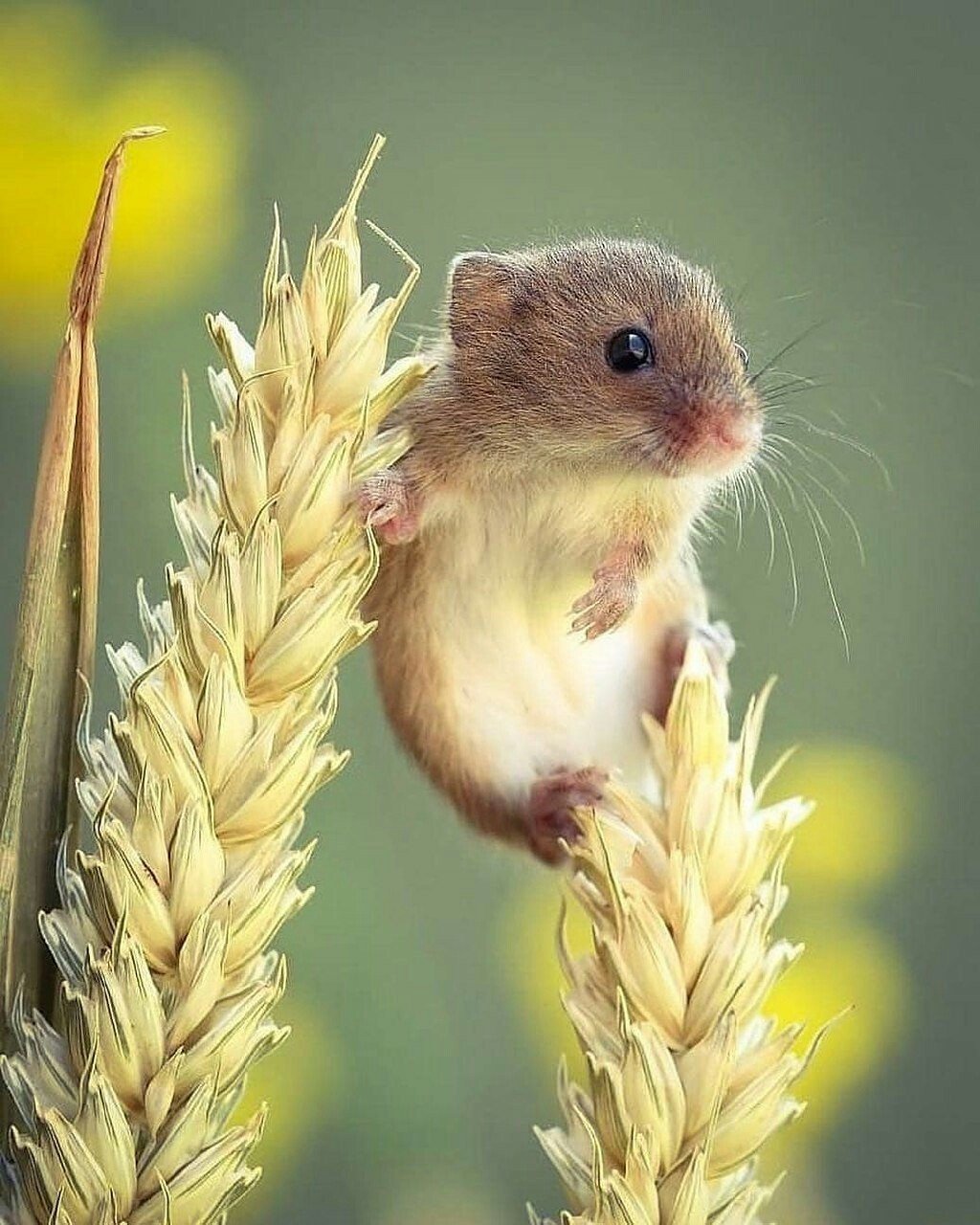 Фото милого мышонка