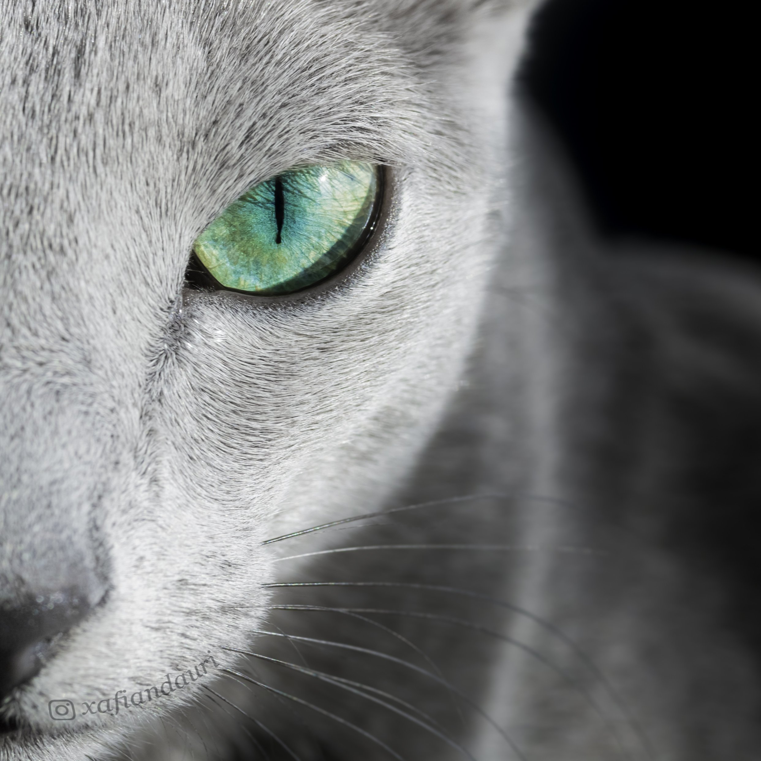 Серая кошка с бирюзовыми глазами