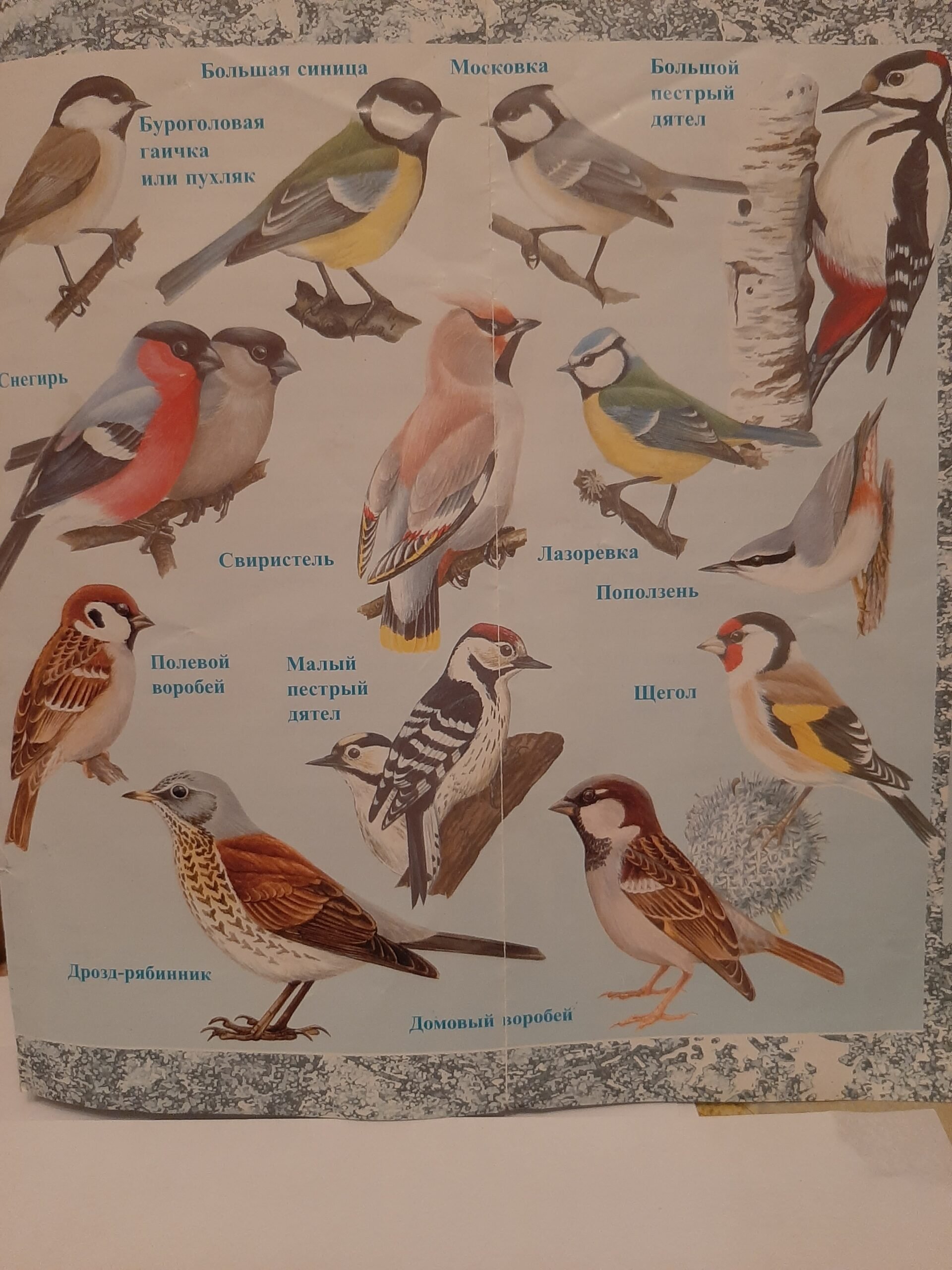 Плакат птицы Подмосковья