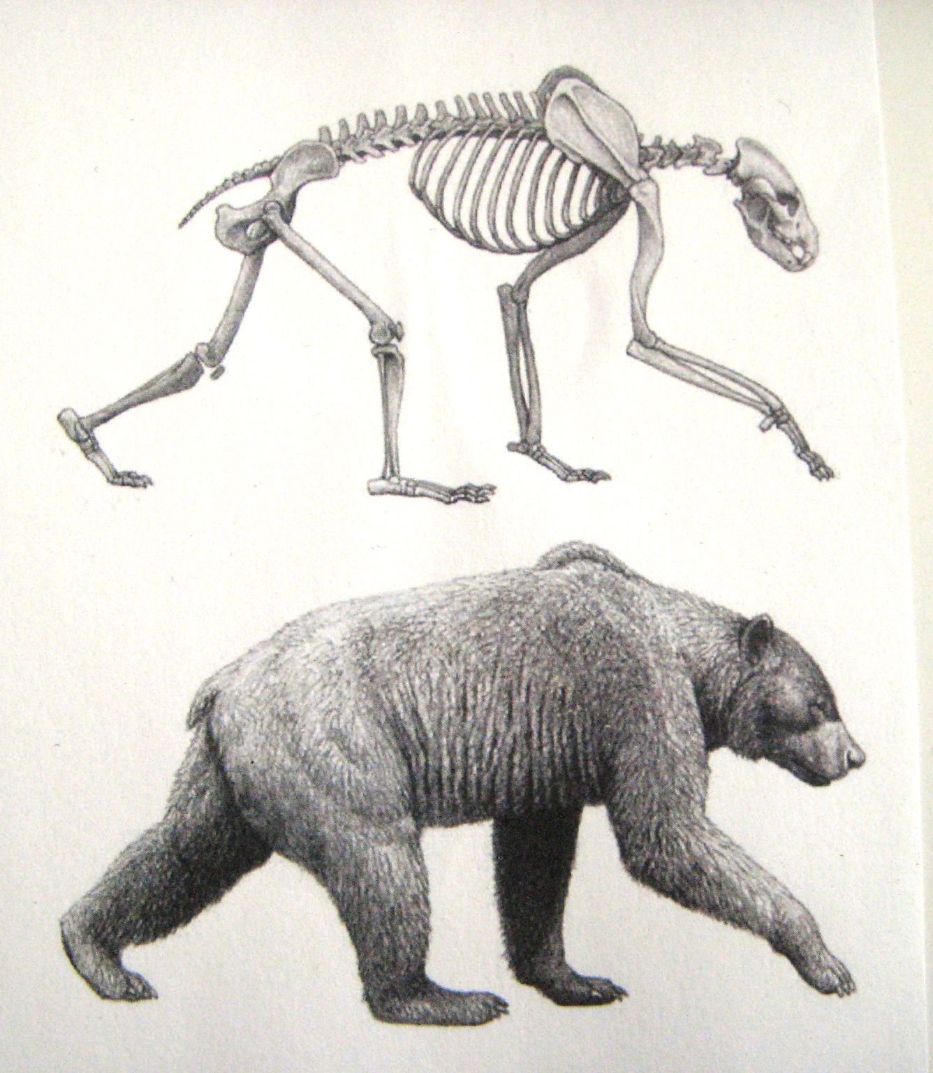 Особенности внутреннего строения медведя. Агриотериум африканум. Анатомия бурого медведя скелет. Агриотерий медведь. Строение скелета бурого медведя.