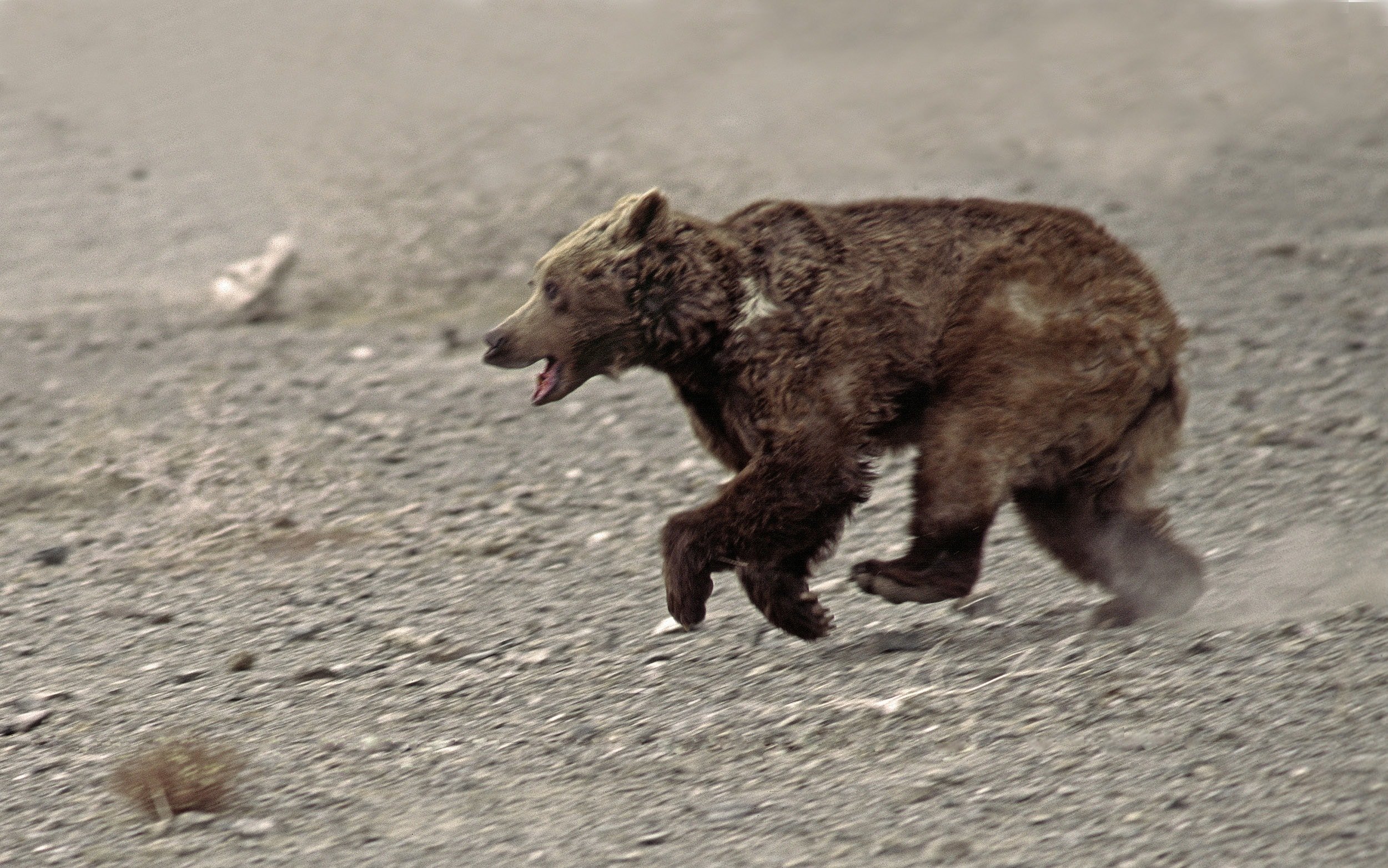 Бурый медведь скорость бега км ч. Гобийский медведь. Гобийским медведем – Мазаалай. Гобийский бурый. Медведь бежит сбоку.