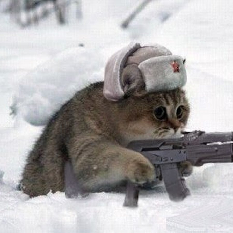 Котик с пистолетом арт