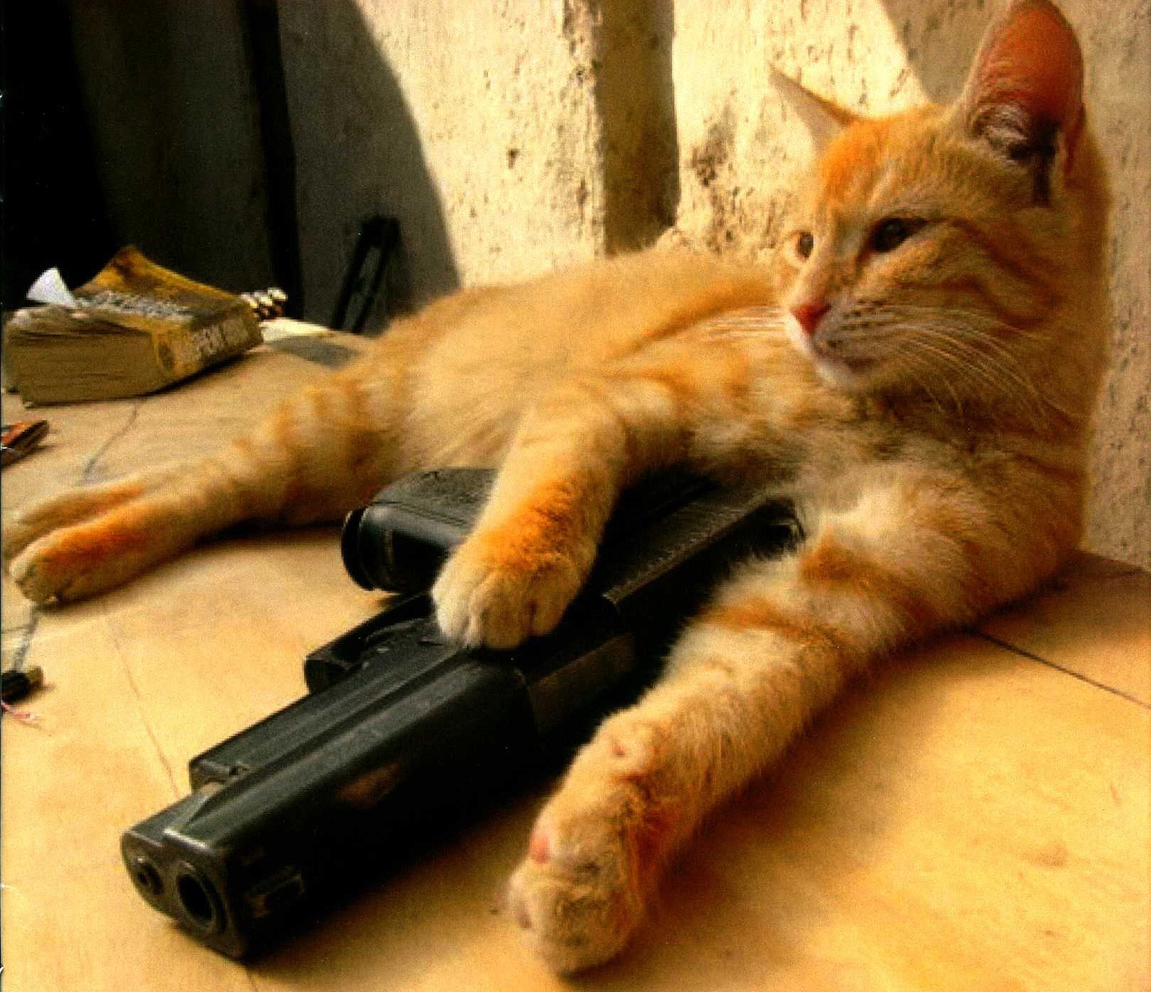 Кот снайпер