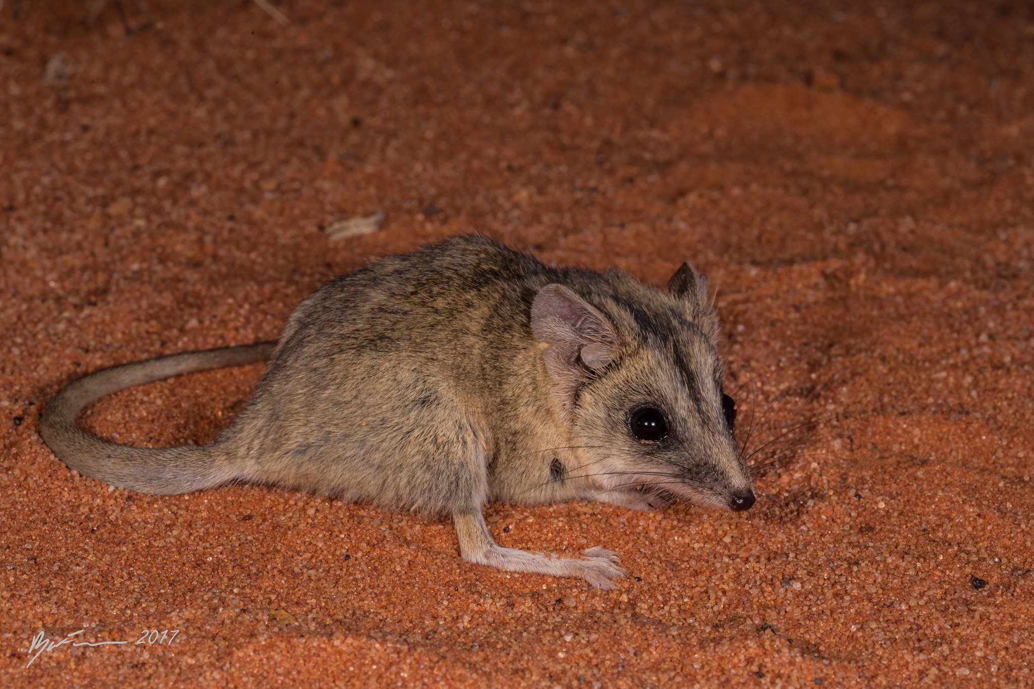 мыши в австралии