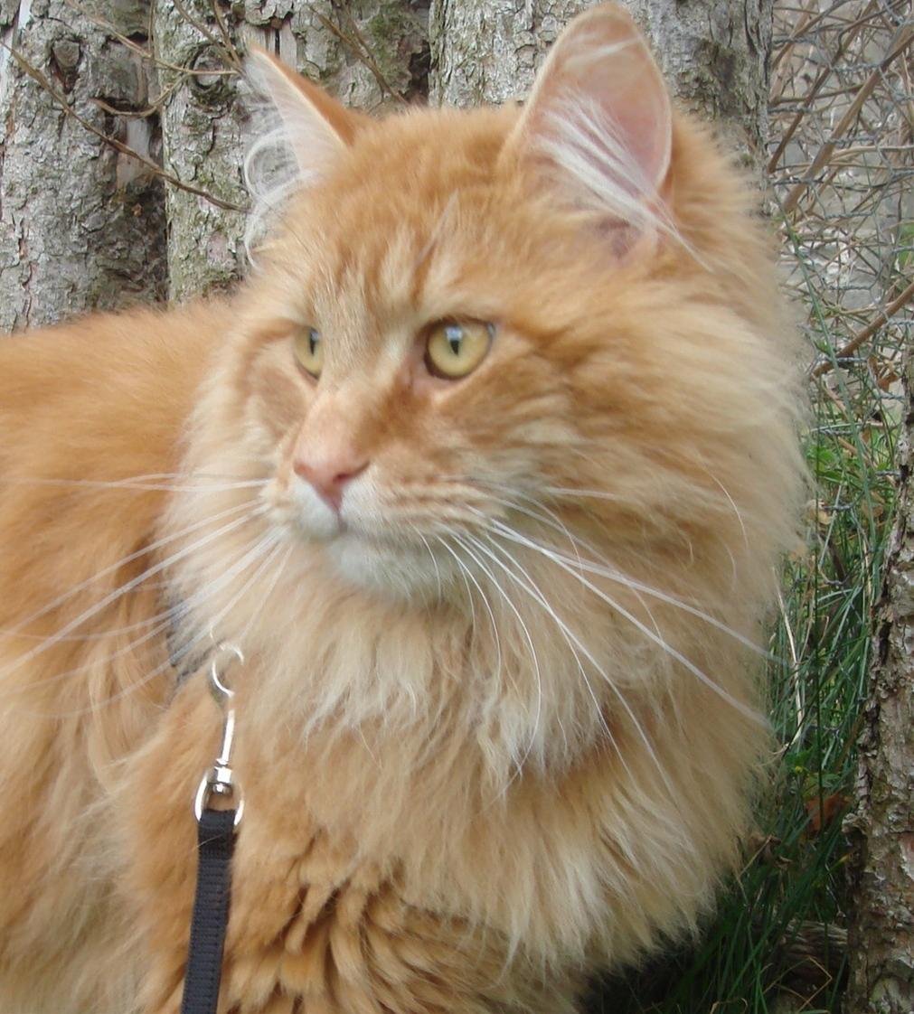 Норвежская лесная кошка фото рыжий