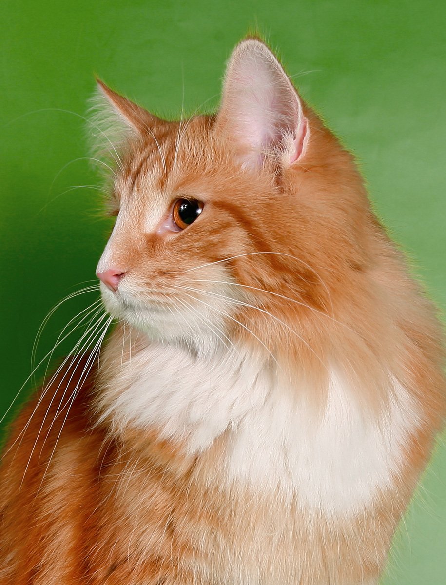 Рыжие коты породы Норвежская Лесная