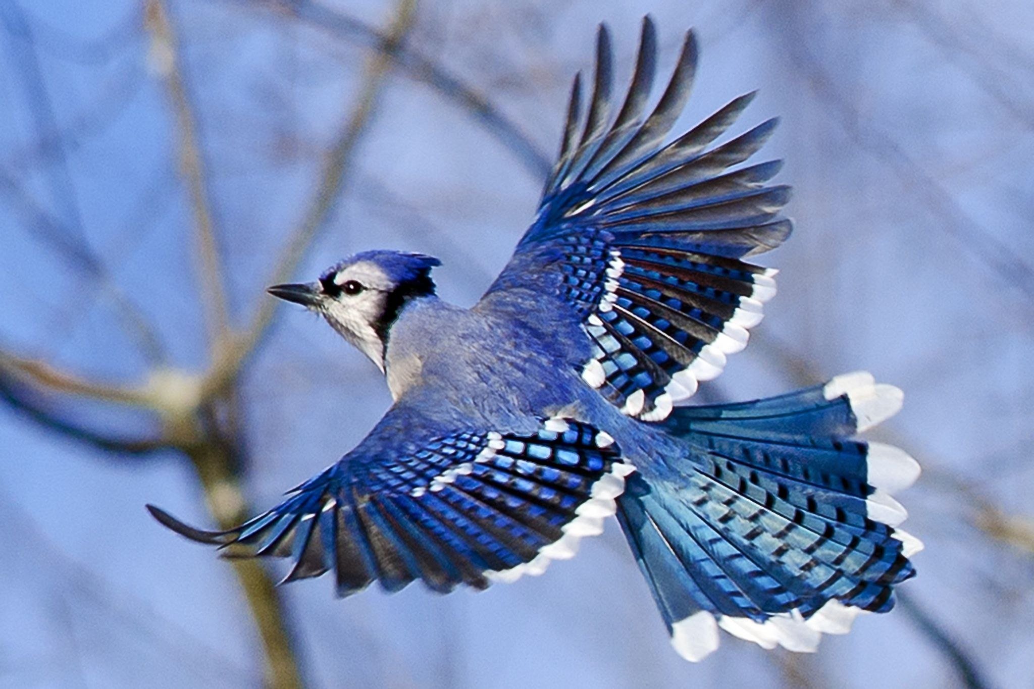 Синяя птица под. Голубая кустарниковая Сойка. Сойка пересмешница птица. Стеллерова черноголовая голубая Сойка. Голубая кустарниковая сорока.